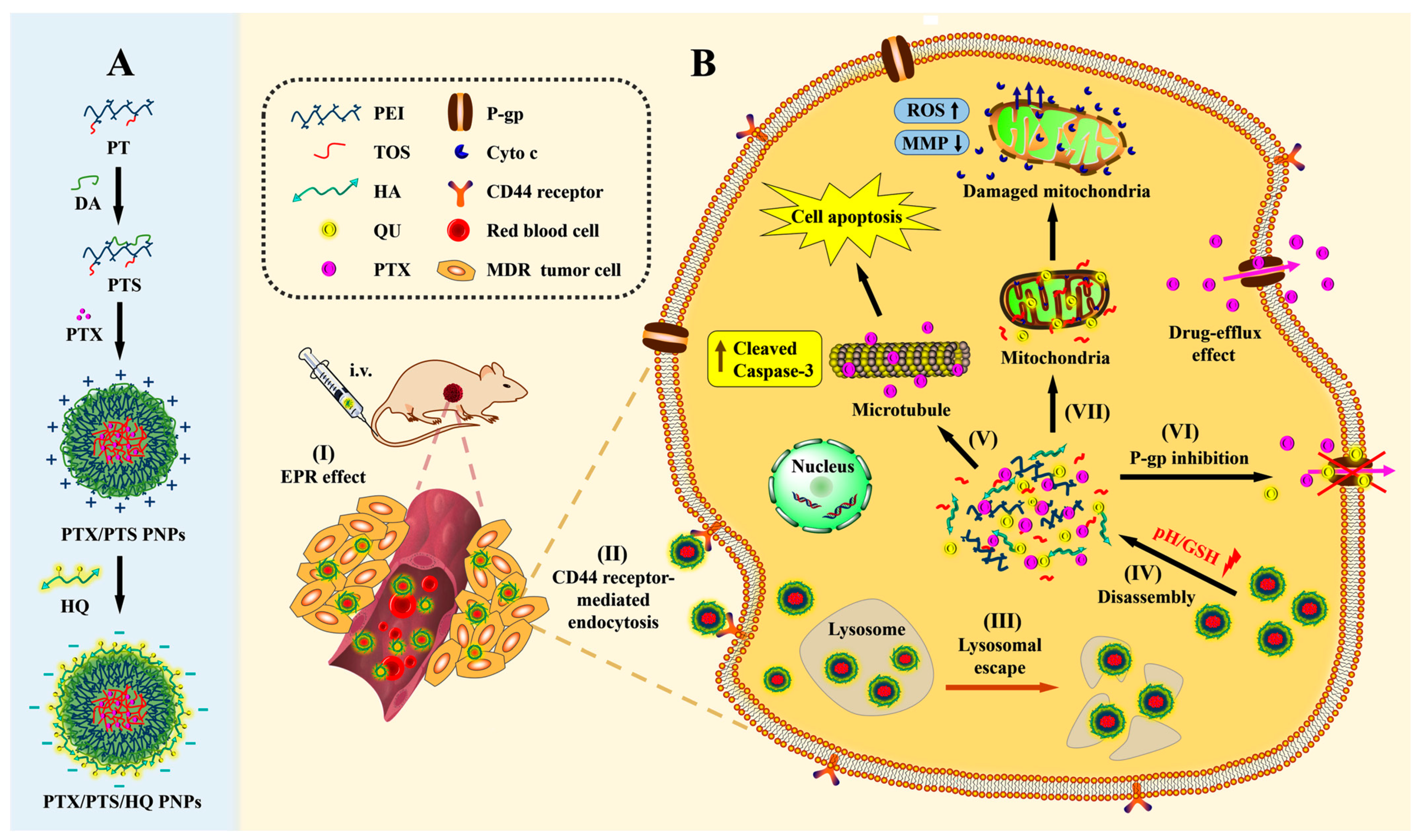 Pharmaceutics 14 00422 sch002