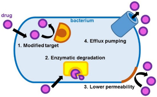 Pharmaceutics | Free Full-Text | Polymer Conjugates of Antimicrobial  Peptides (AMPs) with d-Amino Acids (d-aa): State of the Art and Future  Opportunities | HTML