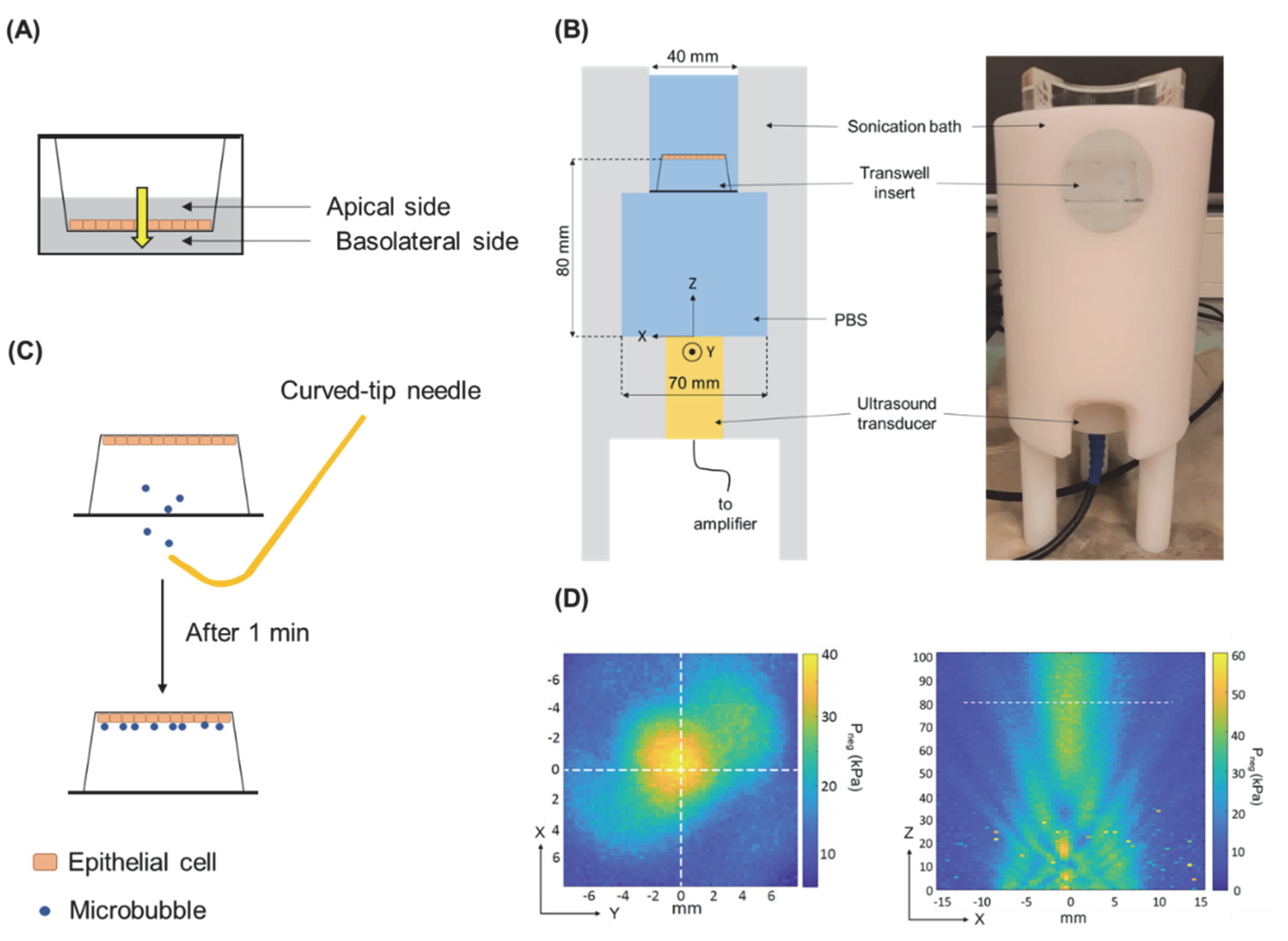 Pharmaceutics Free Full Text The Effect of Microbubble