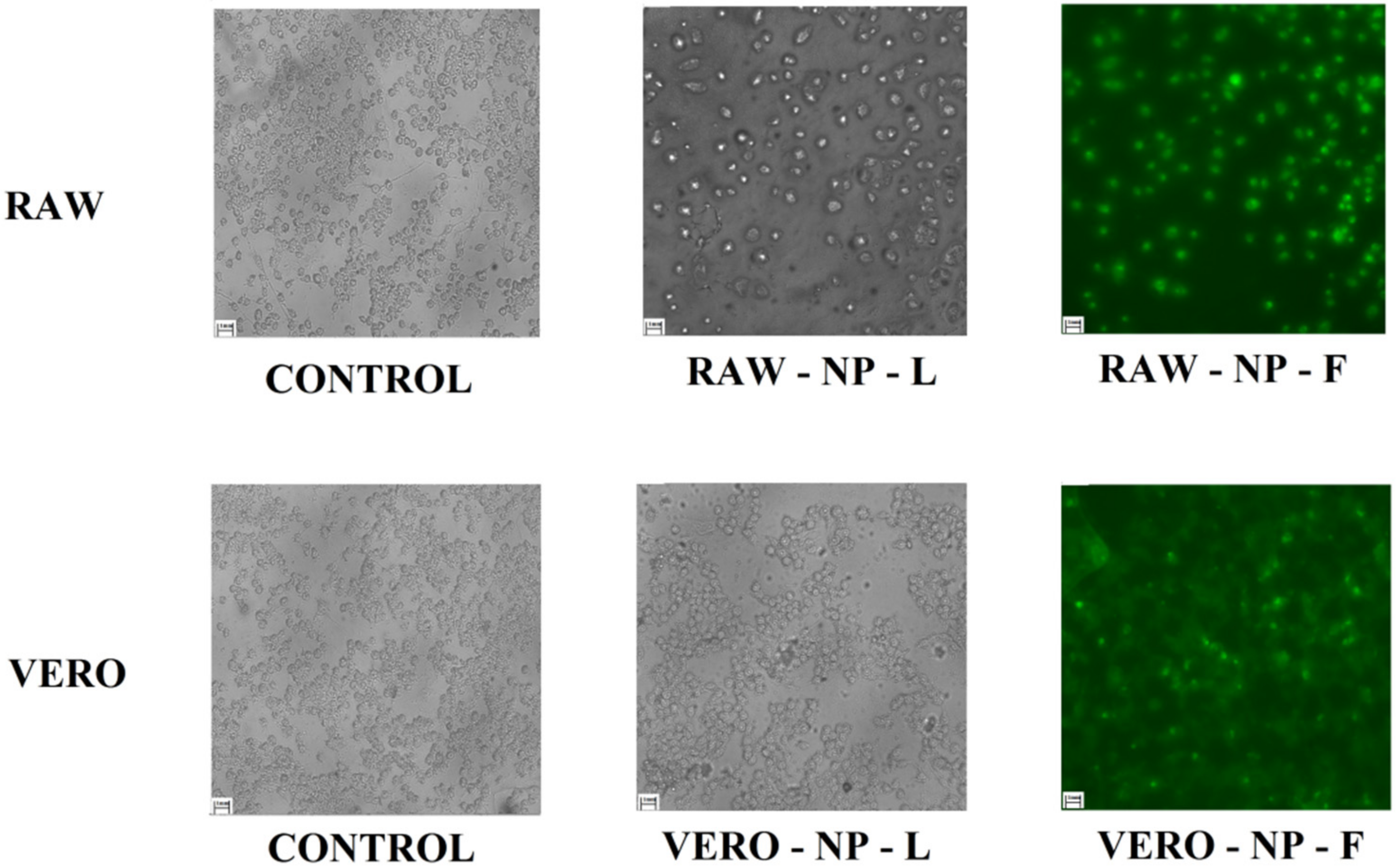 Pharmaceutics 14 00497 g005 Pharmaceutics 14 00497 g005