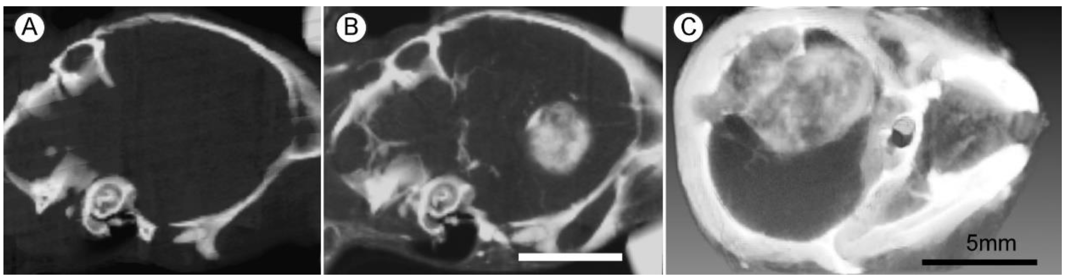 Pharmaceutics 14 00508 g005