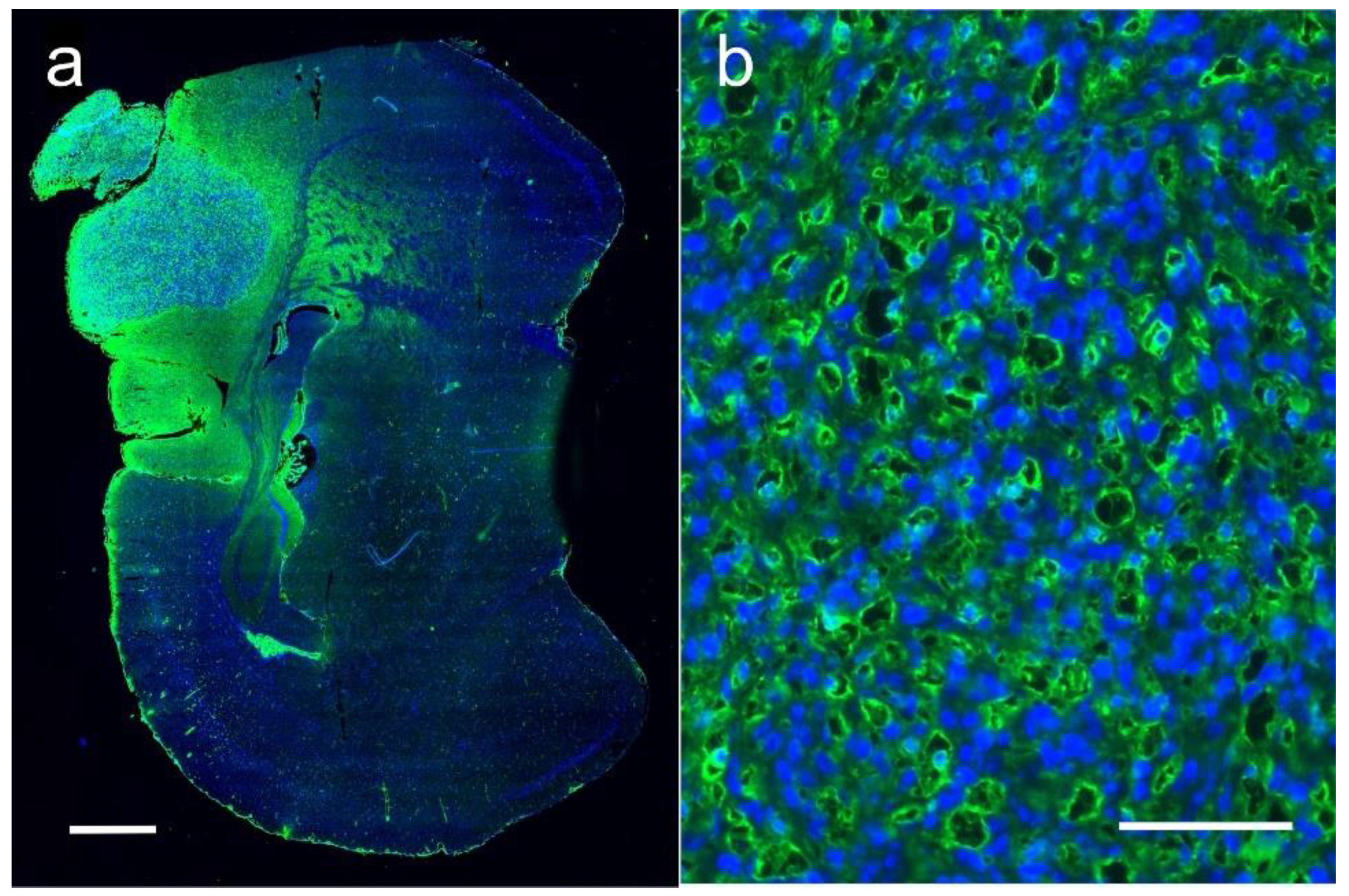 Pharmaceutics 14 00508 g012