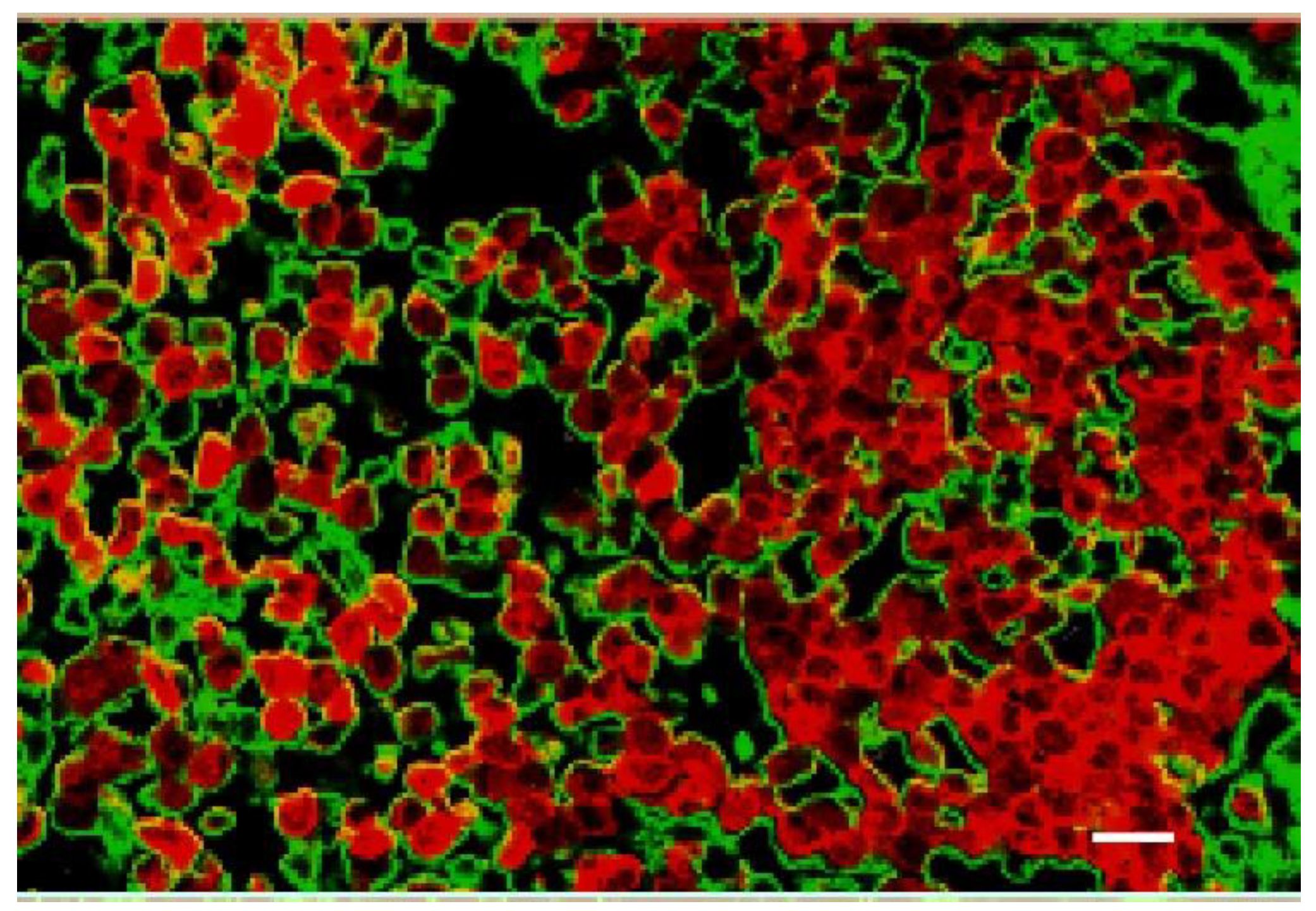 Pharmaceutics 14 00508 g017