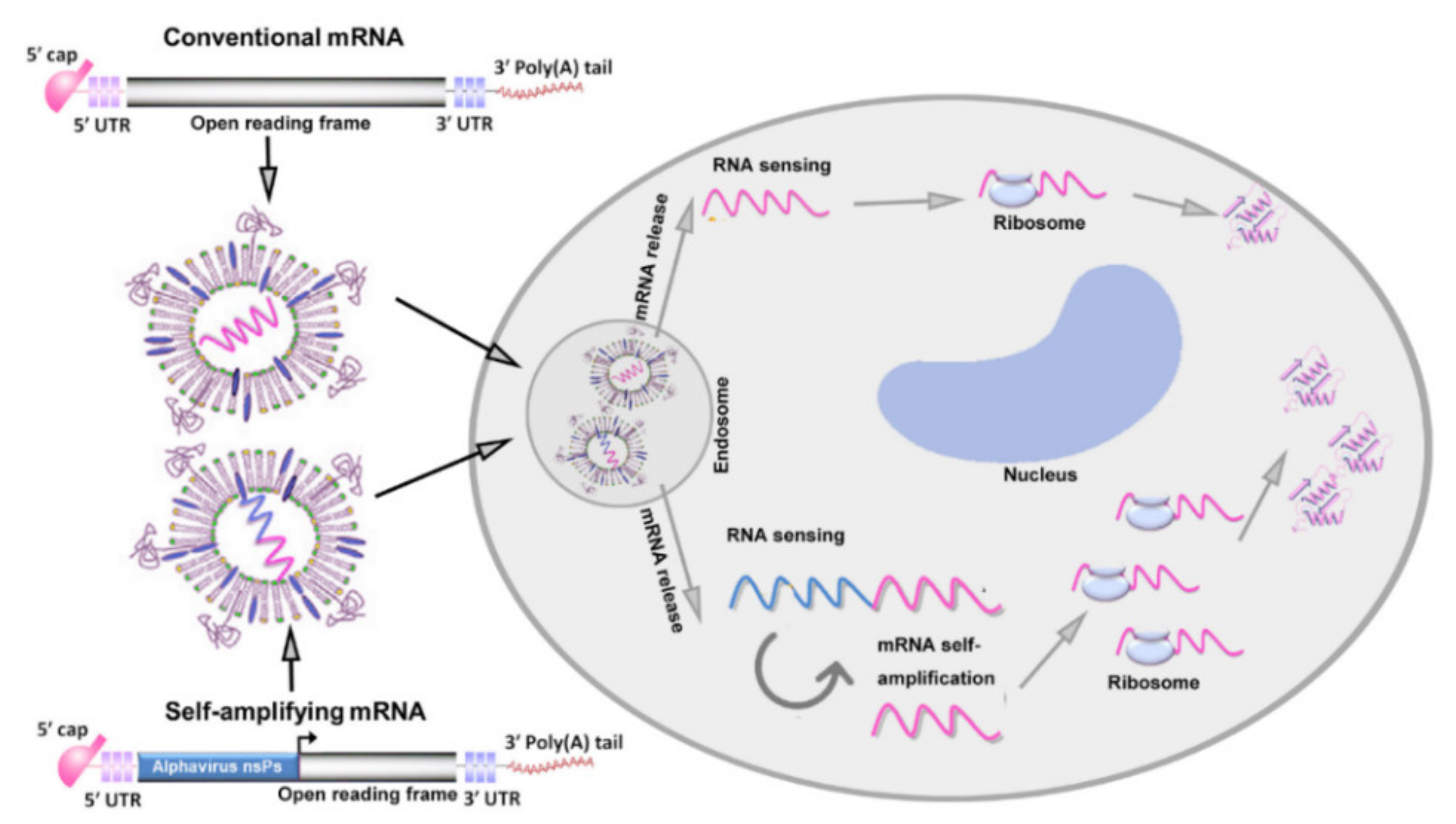 Pharmaceutics | Free Full-Text | Nonviral Delivery Systems Of MRNA ...