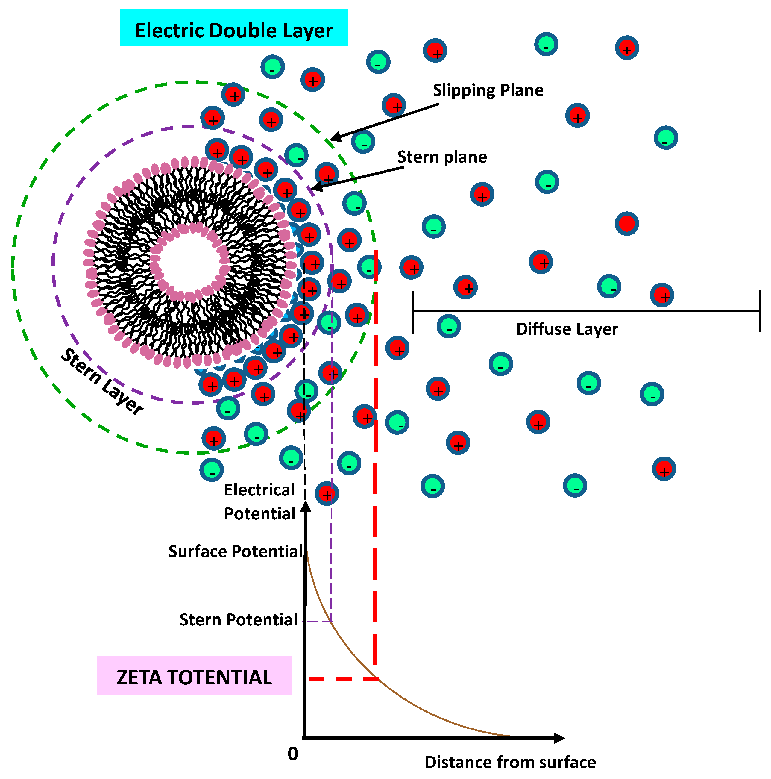 Pharmaceutics 14 00543 g019