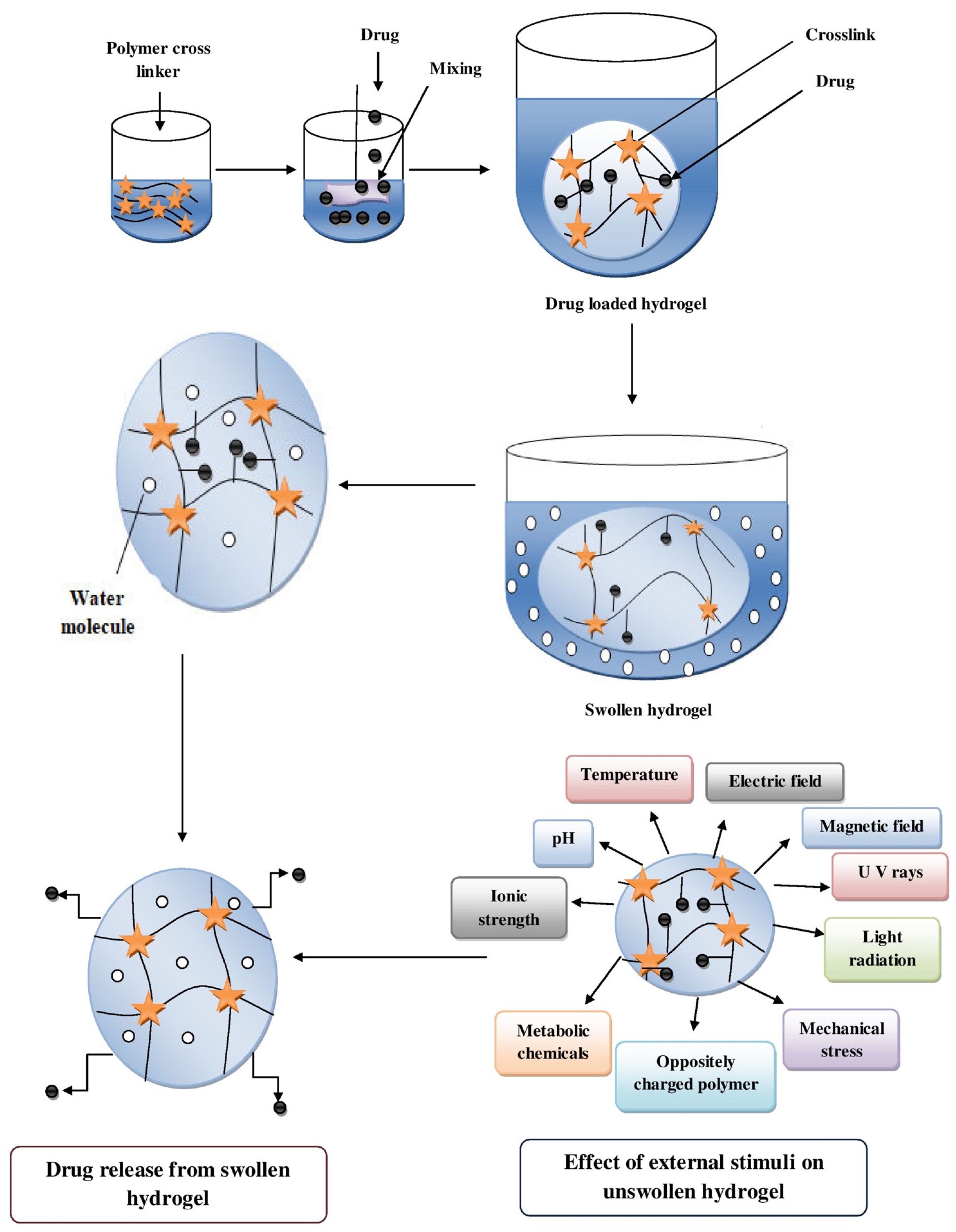 Pharmaceutics | Free Full-Text | Drug Delivery Strategies and Biomedical  Significance of Hydrogels: Translational Considerations | HTML