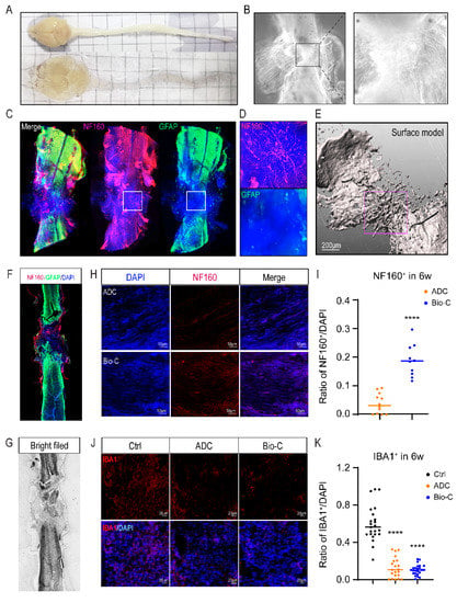 Three-dimensional fine structures in deep fascia revealed by combined use  of cryo-fixed histochemistry and low-vacuum scanning microscopy