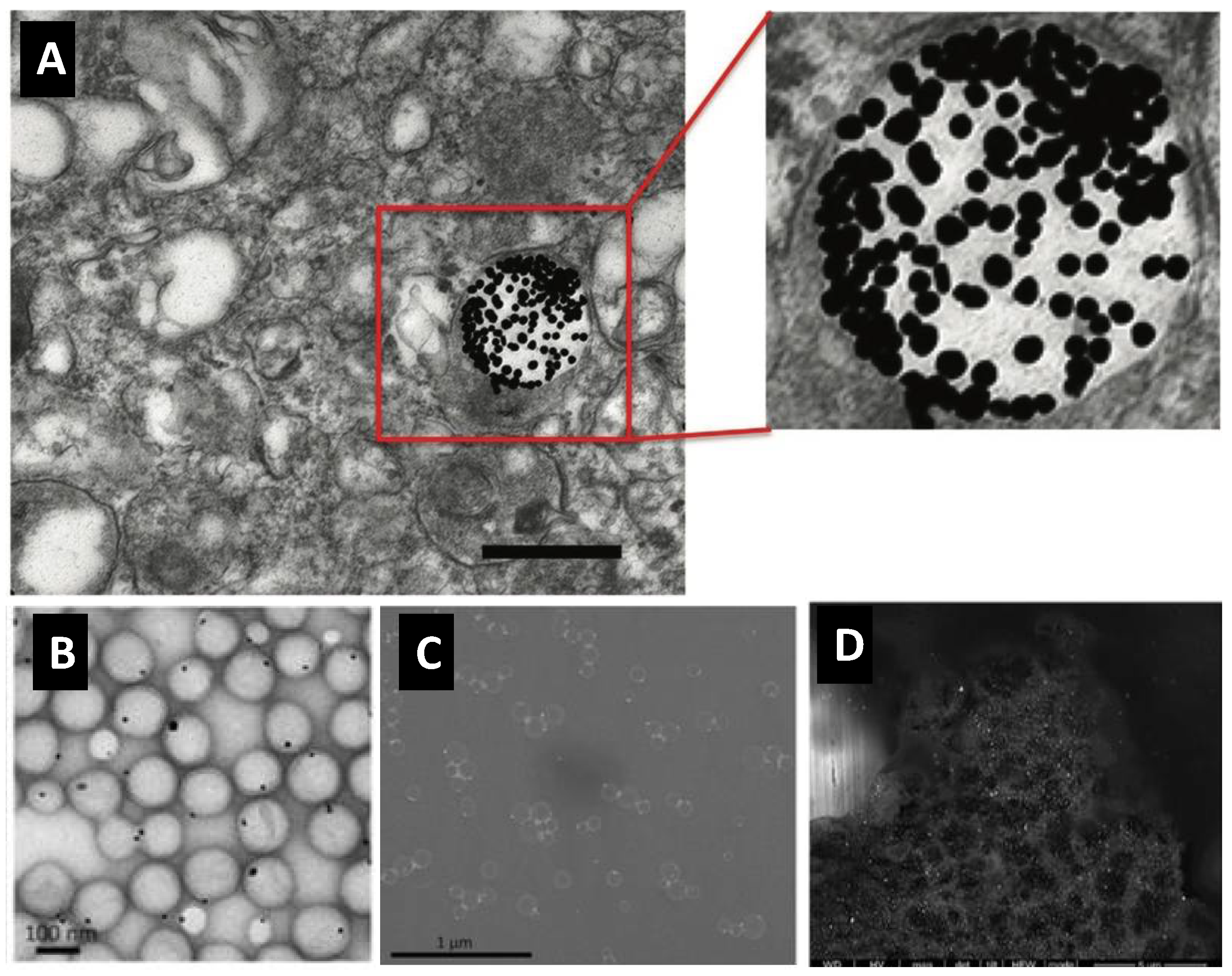 Pharmaceutics 14 00660 g003