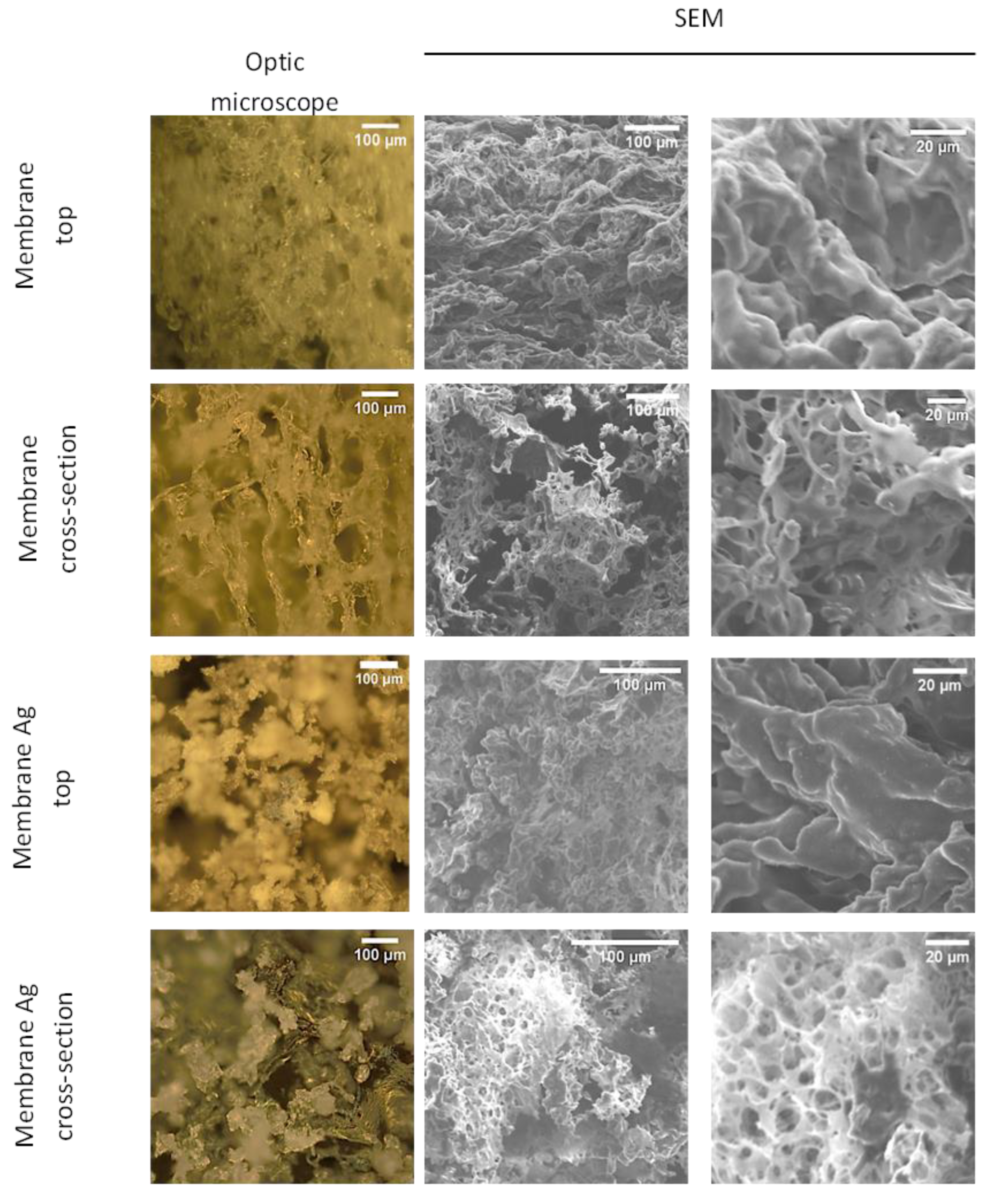 Pharmaceutics 14 00724 g003