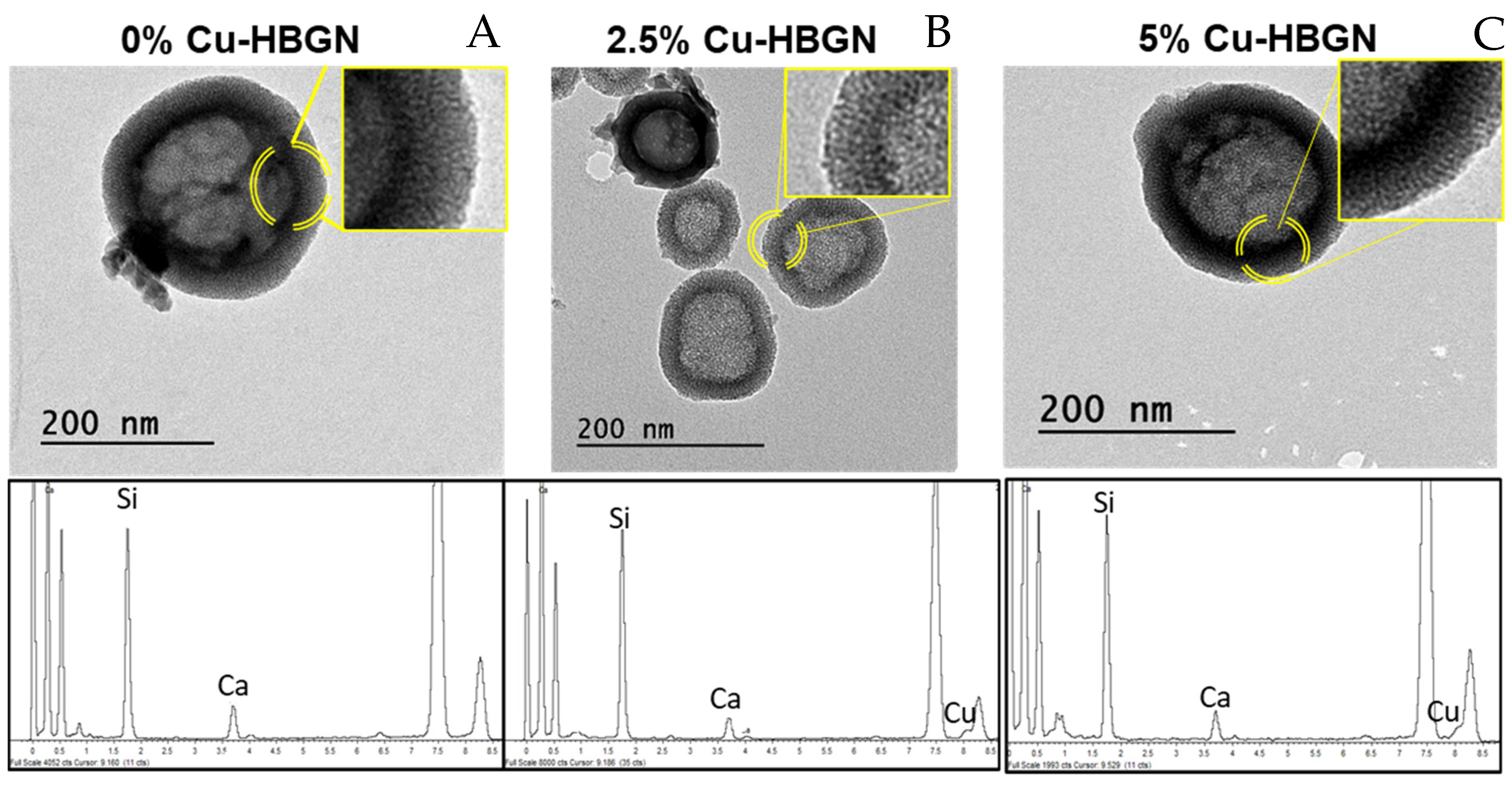 Pharmaceutics Free Full Text Cu Doped Hollow Bioactive Glass Nanoparticles For Bone Infection Treatment Html