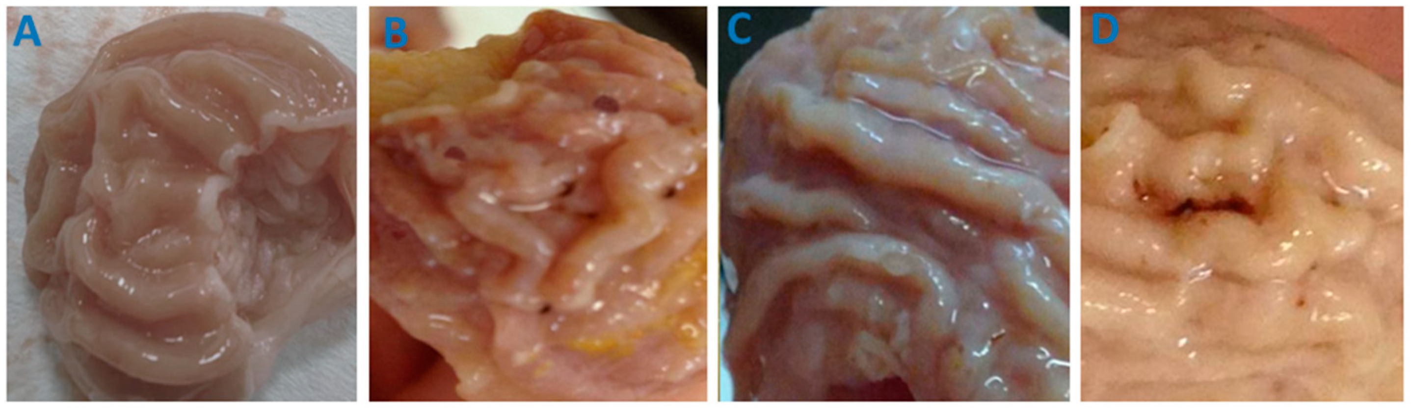 Pharmaceutics 14 00925 g007