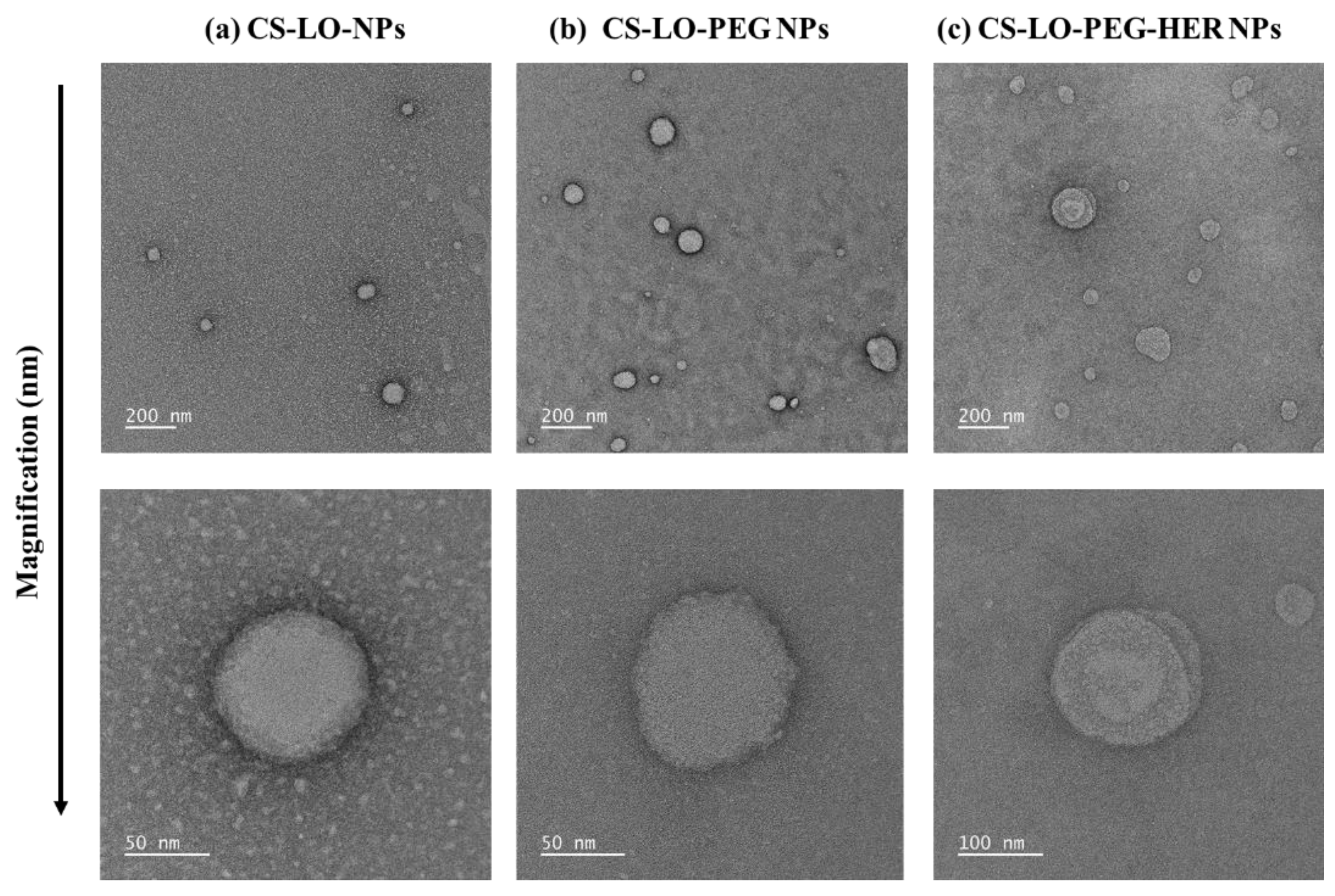 Pharmaceutics | Free Full-Text | Monoclonal Antibody Functionalized, and  L-lysine α-Oxidase Loaded PEGylated-Chitosan Nanoparticle for  HER2/Neu Targeted Breast Cancer Therapy