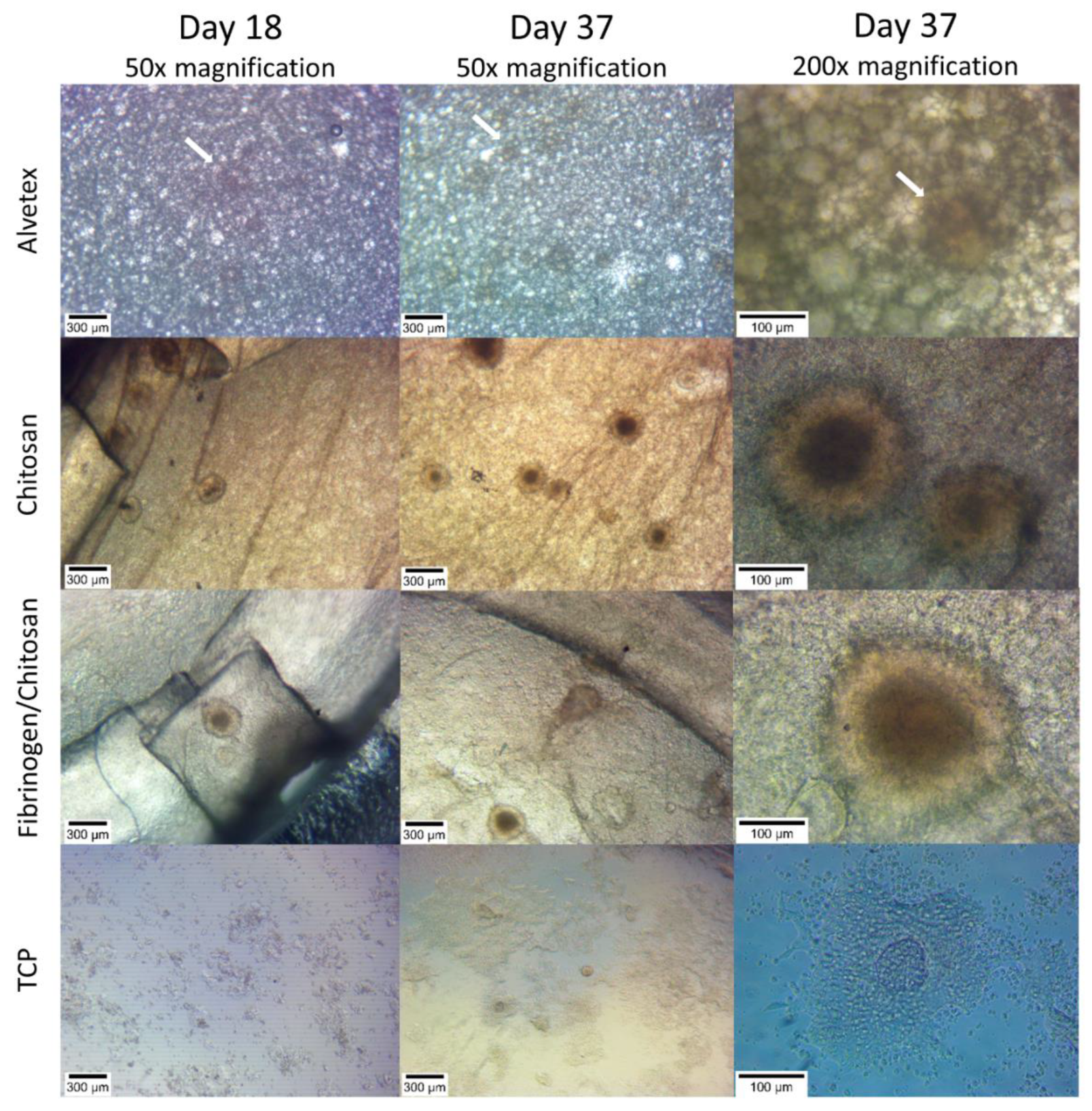 Pharmaceutics 14 00941 g002