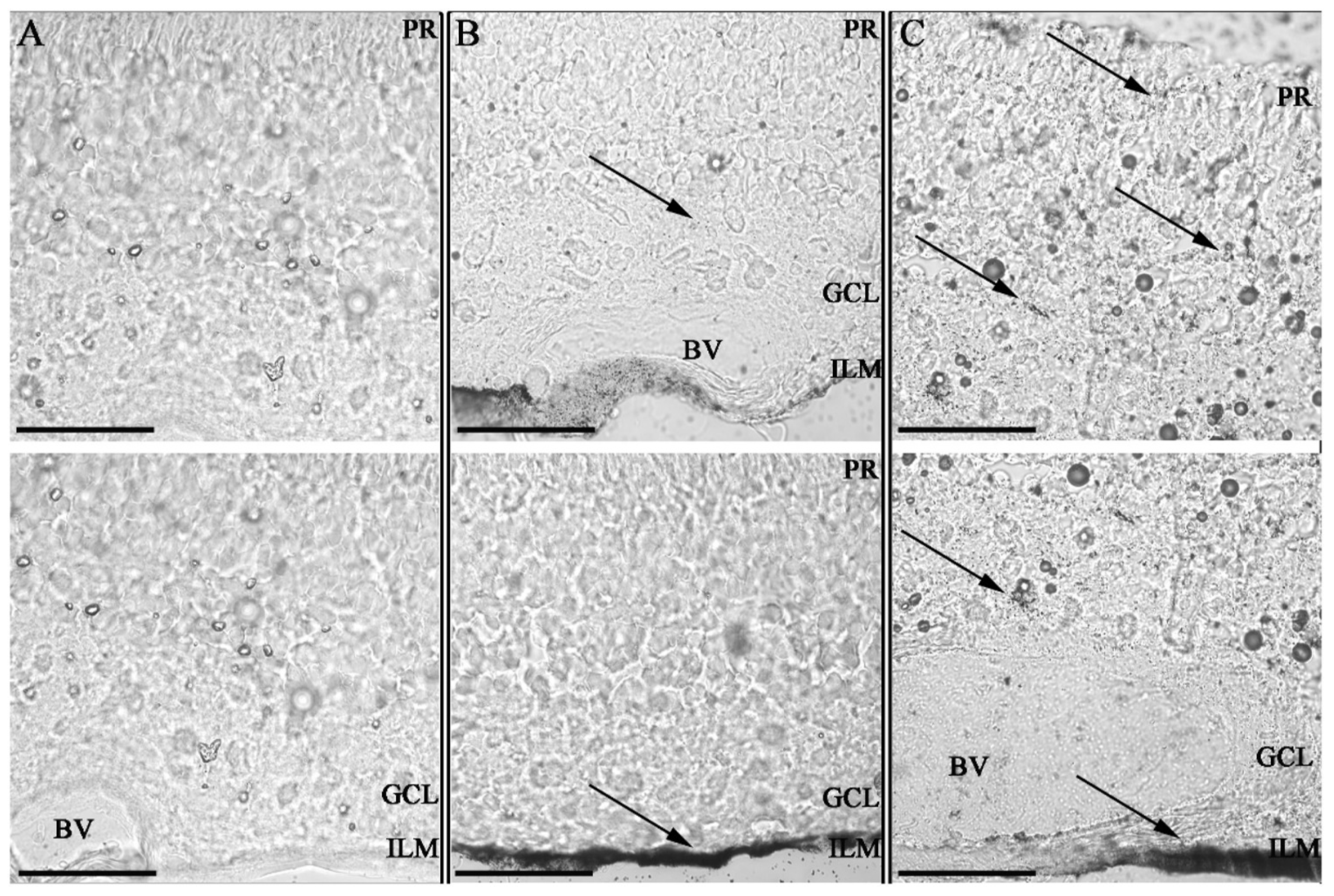 Pharmaceutics 14 00981 g004