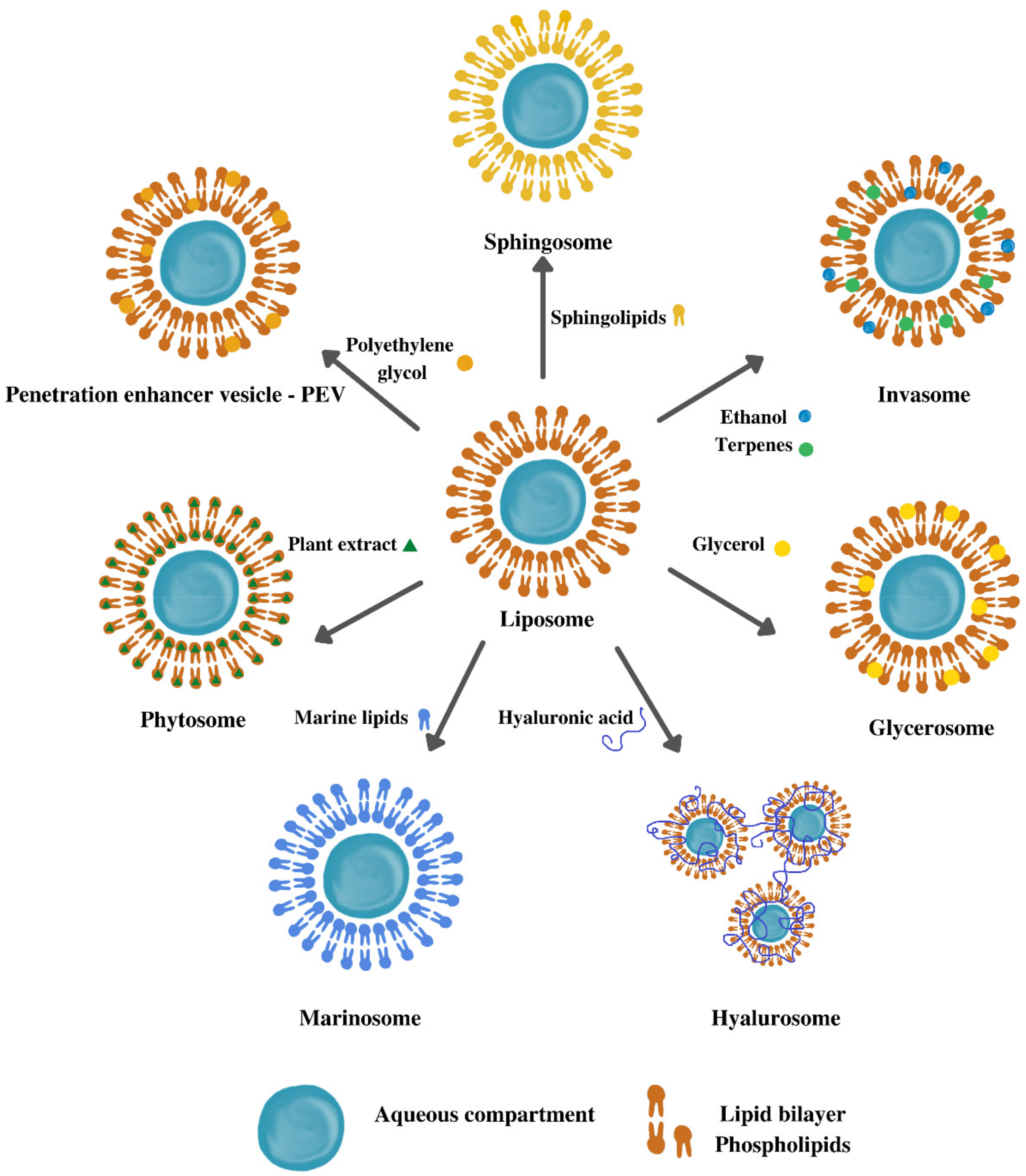 Pharmaceutics 14 00991 g004