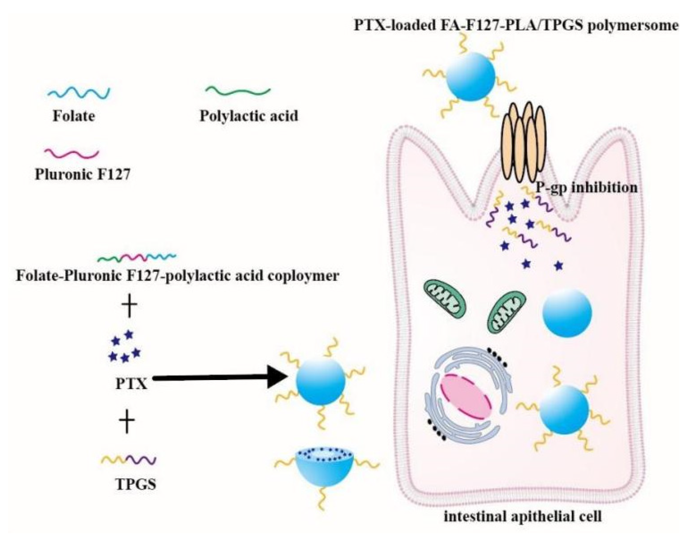 Pharmaceutics 14 01131 g002