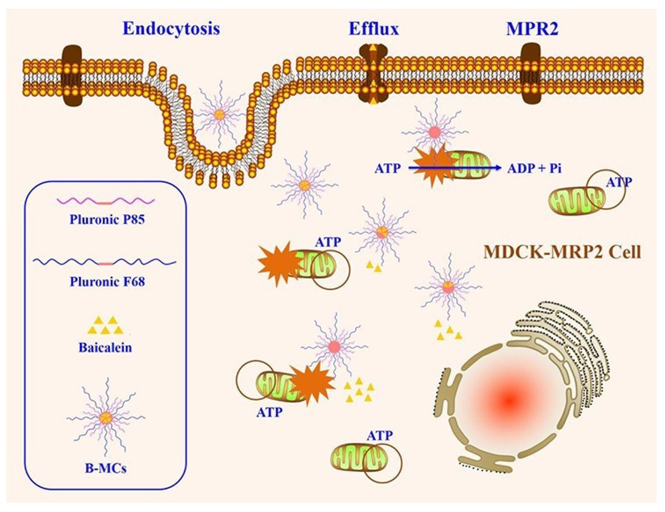 Pharmaceutics 14 01131 g003
