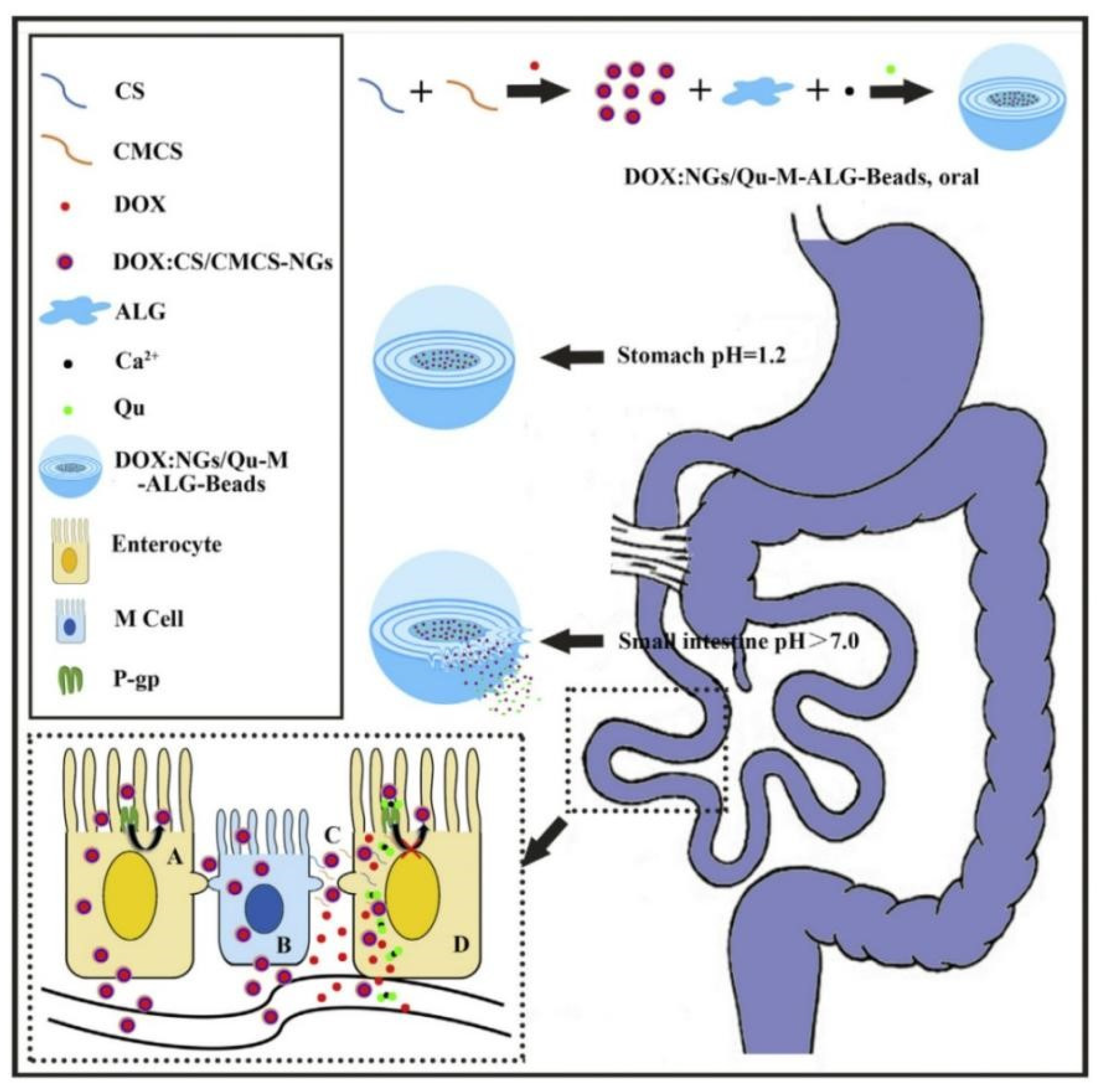 Pharmaceutics 14 01131 g005