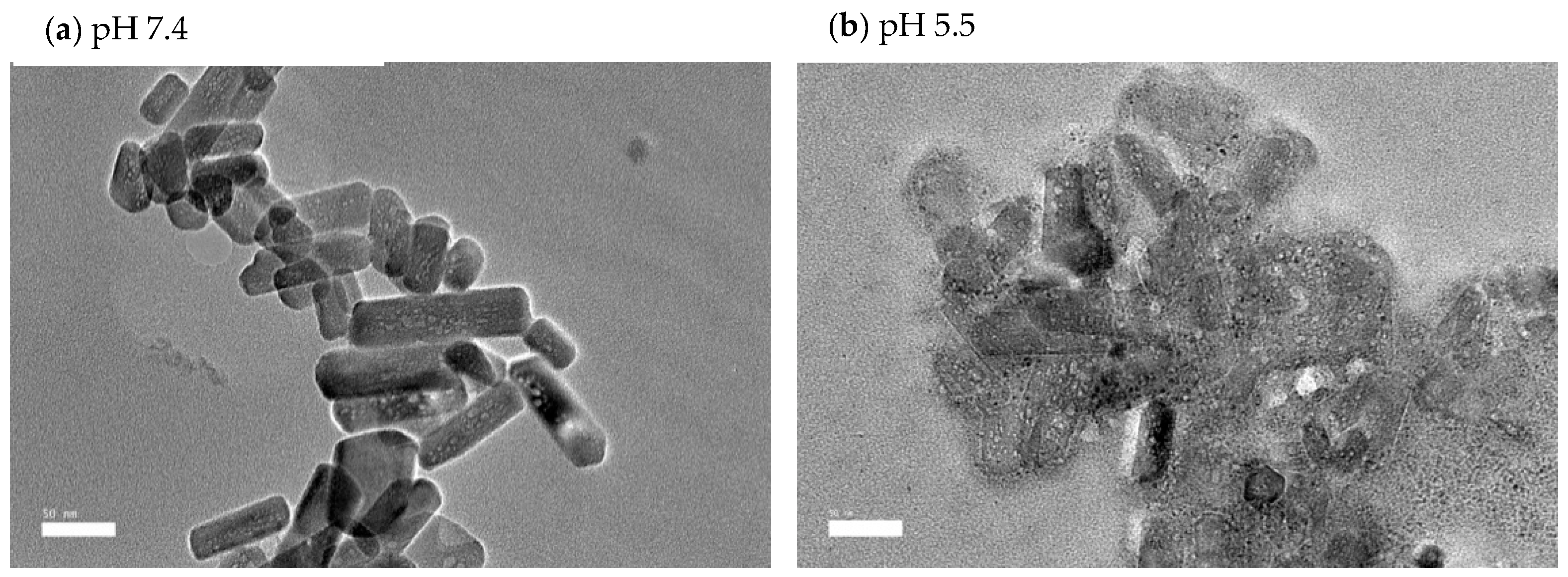 Pharmaceutics 14 01230 g012
