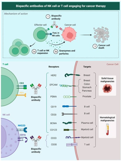 Pharmaceutics | Free Full-Text | Bispecific Antibodies in Cancer ...