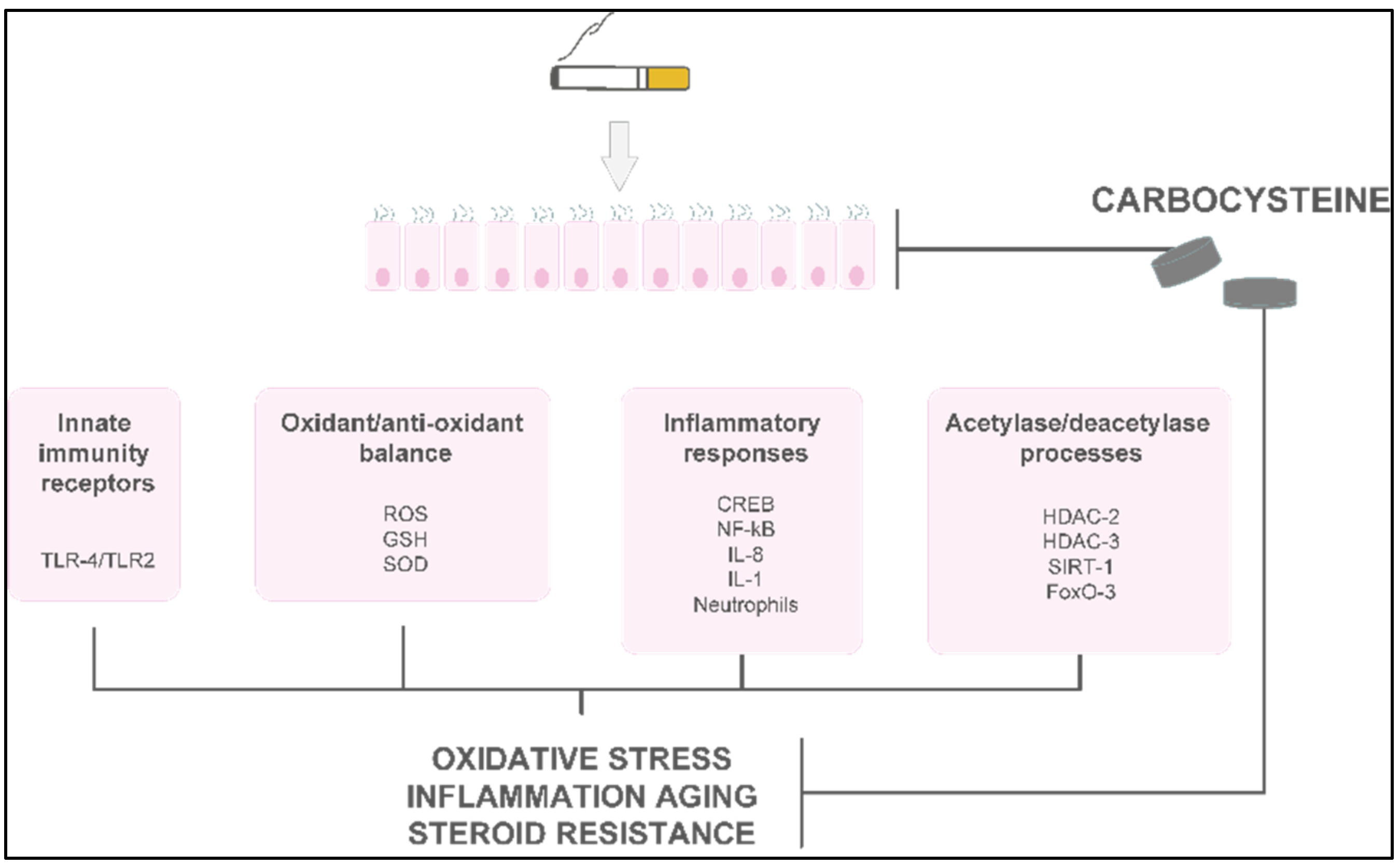 Pharmaceutics 14 01261 g003
