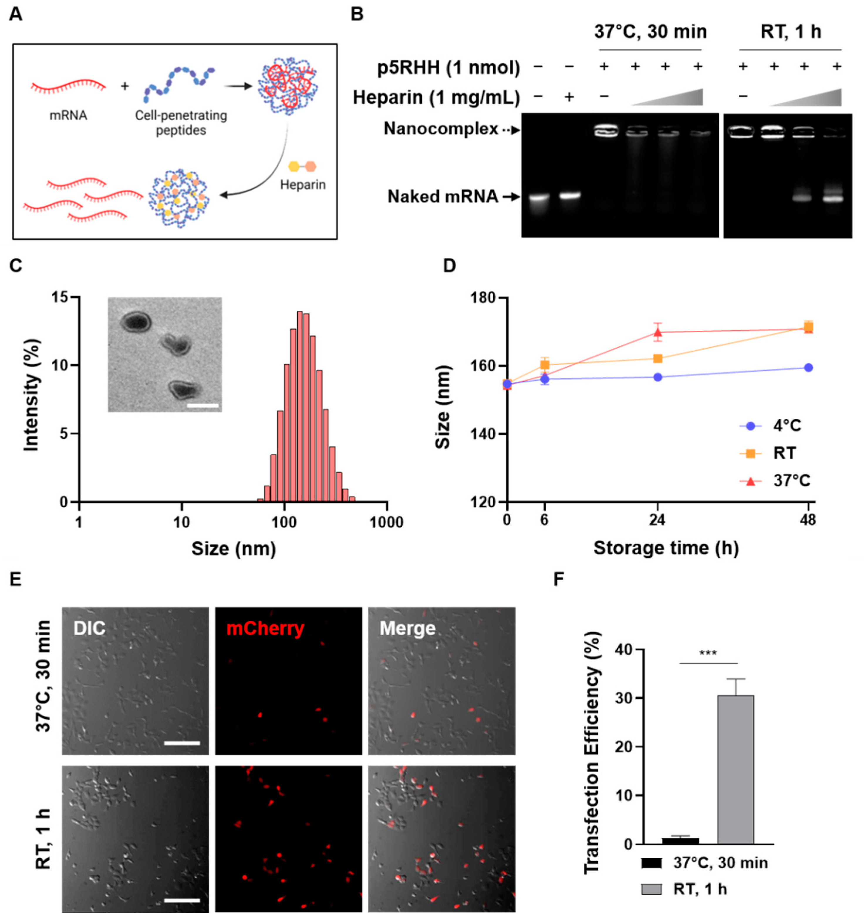 Pharmaceutics | Free Full-Text | The Potential Of Cell-Penetrating ...