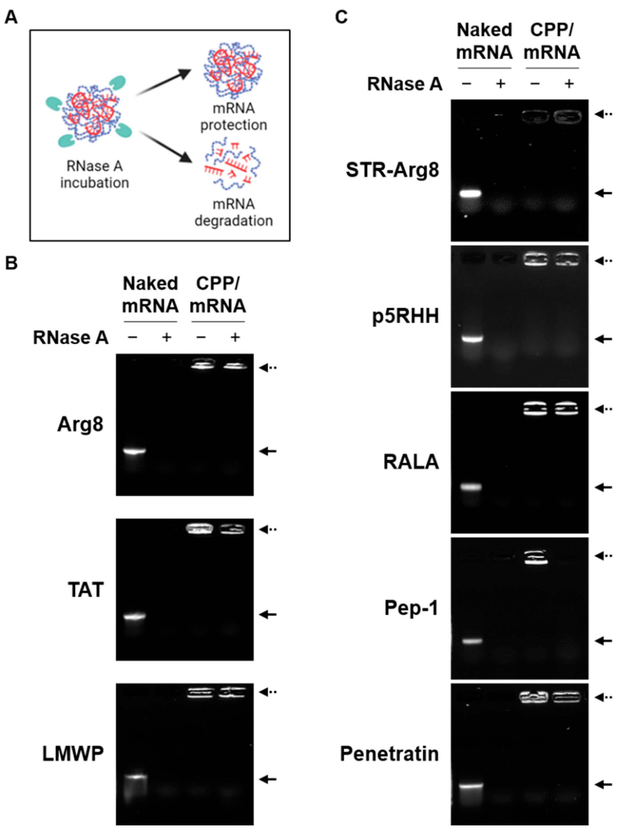 Pharmaceutics 14 01271 g003