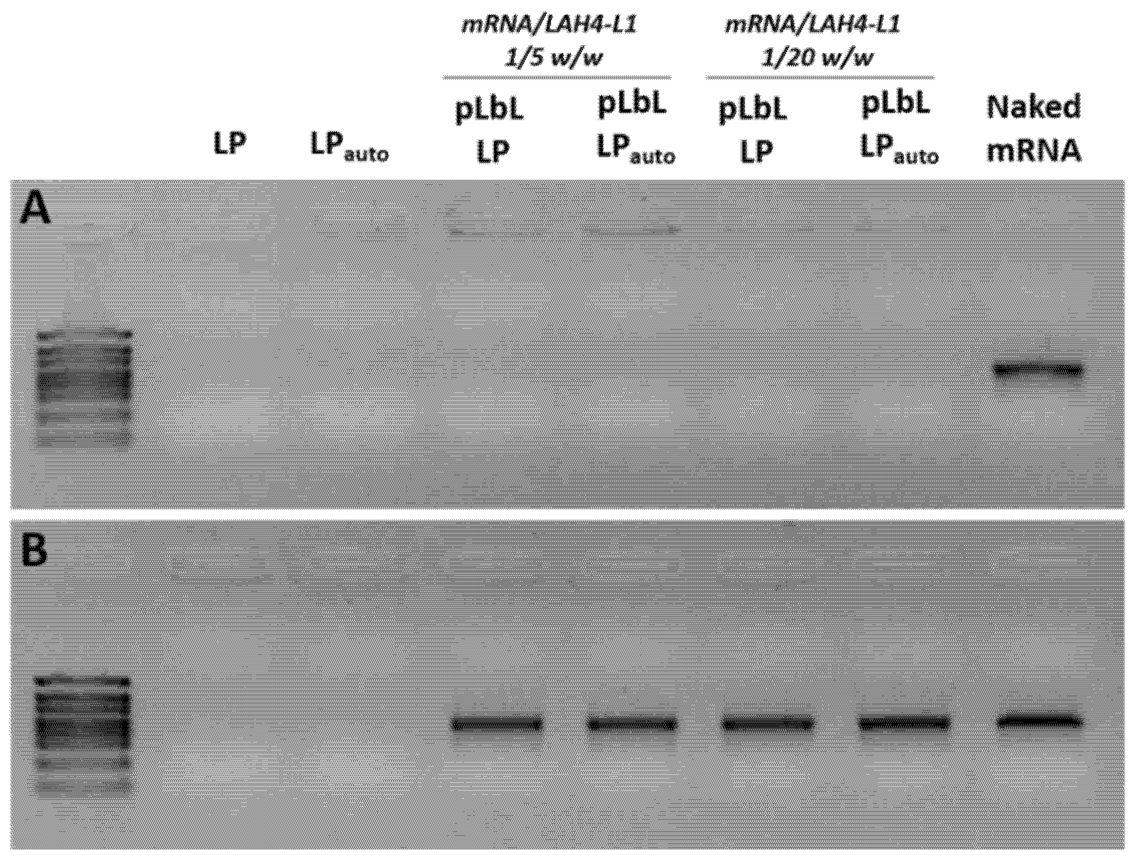 Pharmaceutics 14 01297 g003
