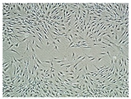Pharmaceutics 14 01302 i033