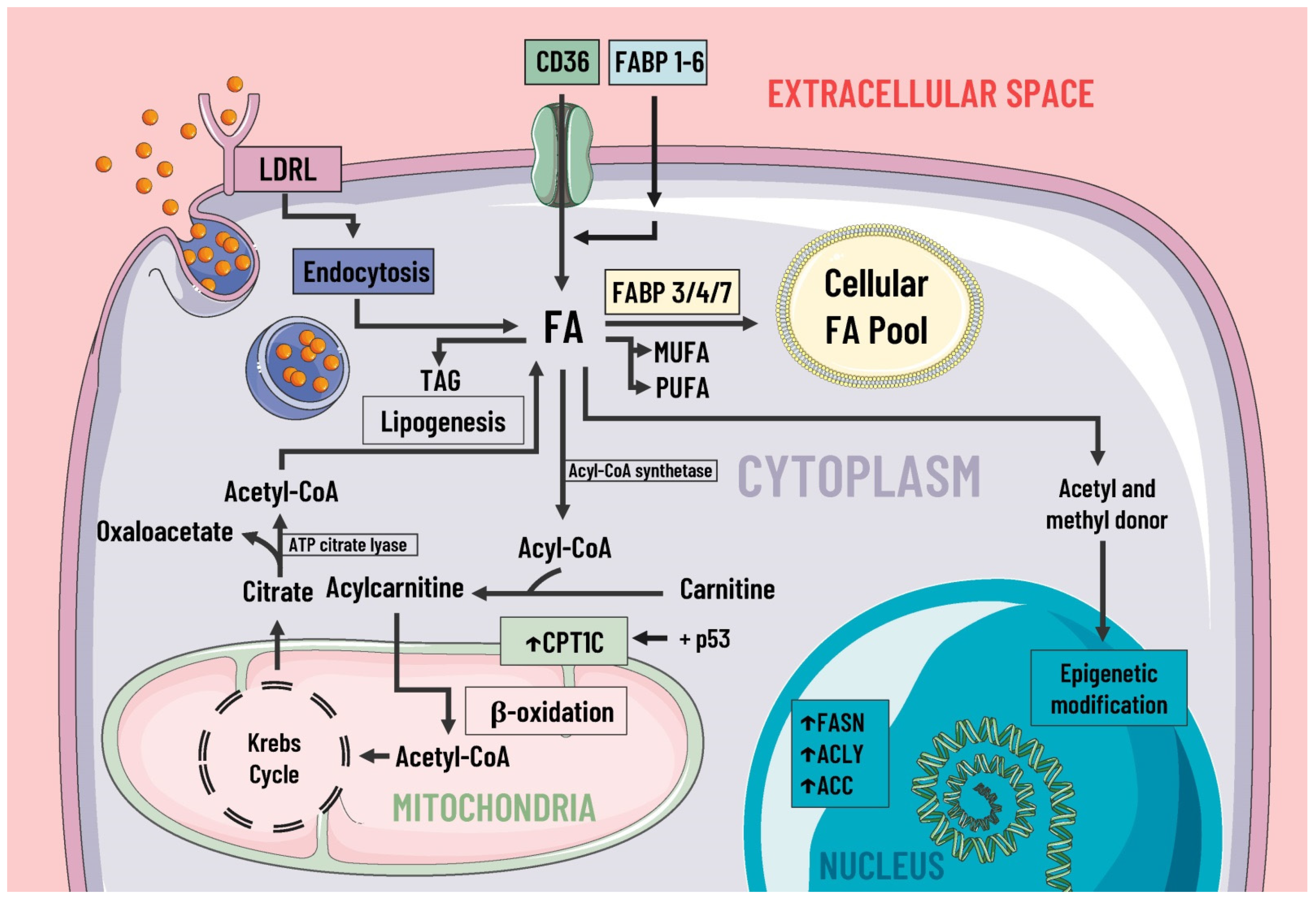 Metabolic rewiring induced by ranolazine improves melanoma