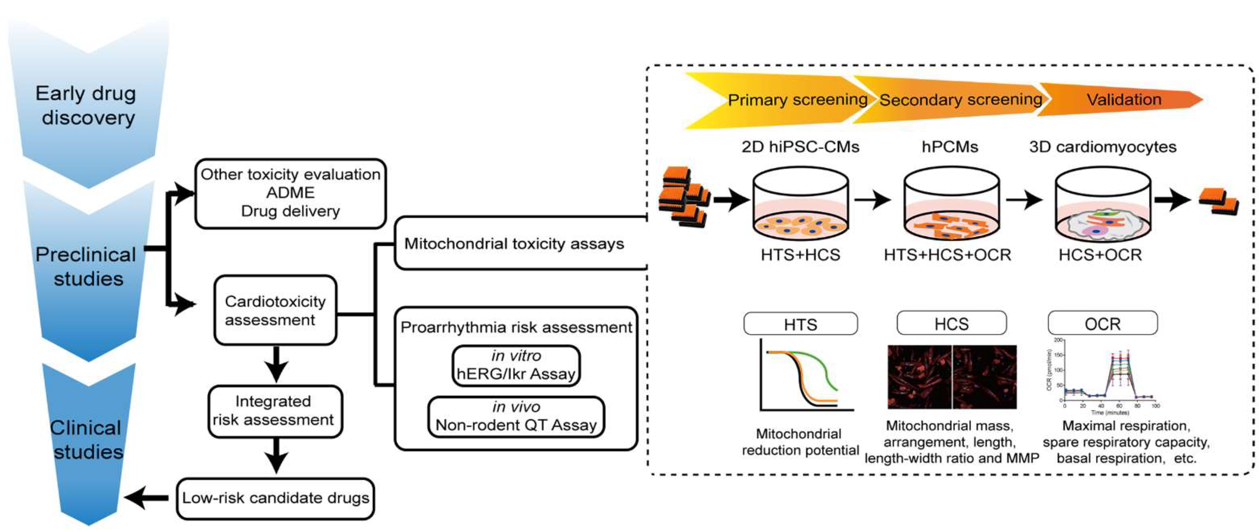 Pharmaceutics | Free Full-Text | Assessing Drug-Induced Mitochondrial  Toxicity in Cardiomyocytes: Implications for Preclinical Cardiac Safety  Evaluation | HTML