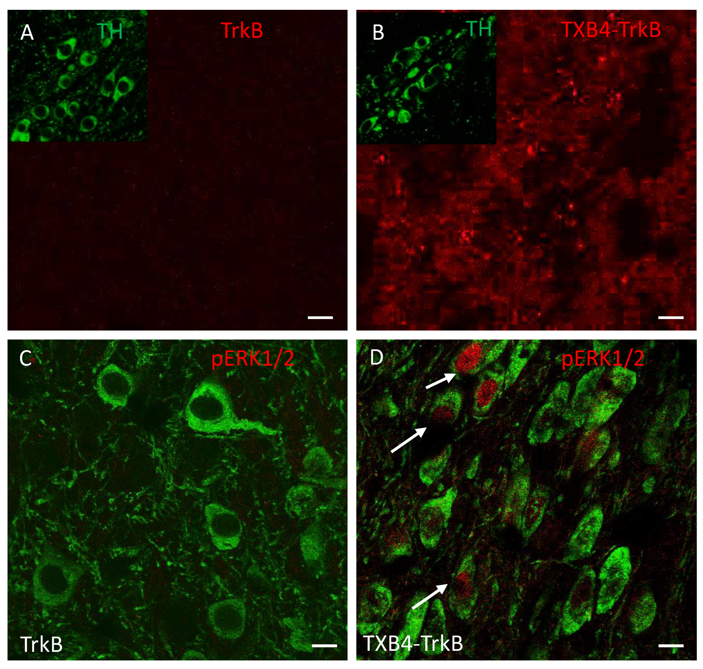 Pharmaceutics 14 01335 g004