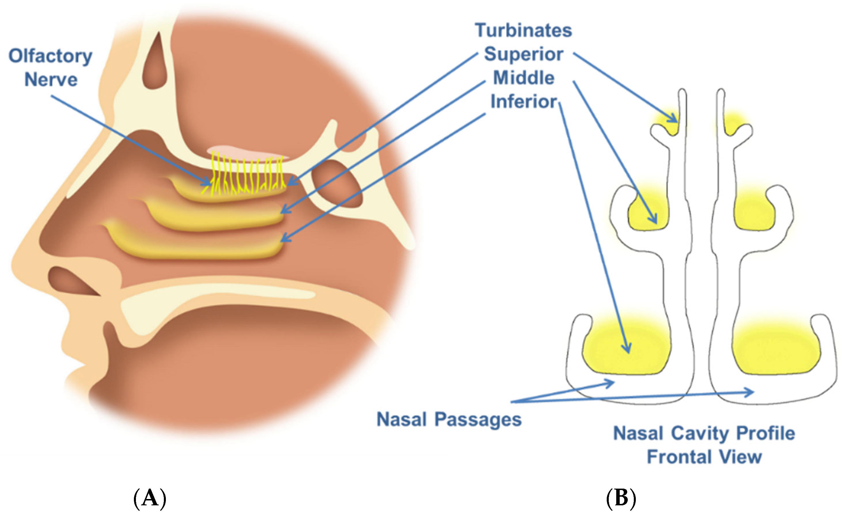 nasal turbinates anatomy