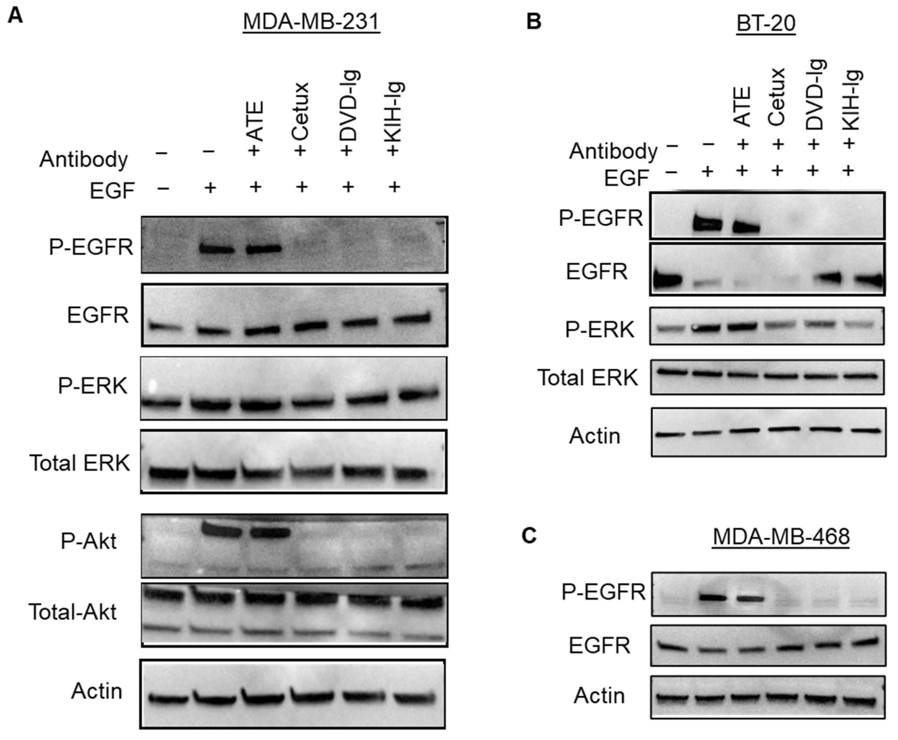 Pharmaceutics 14 01381 g008