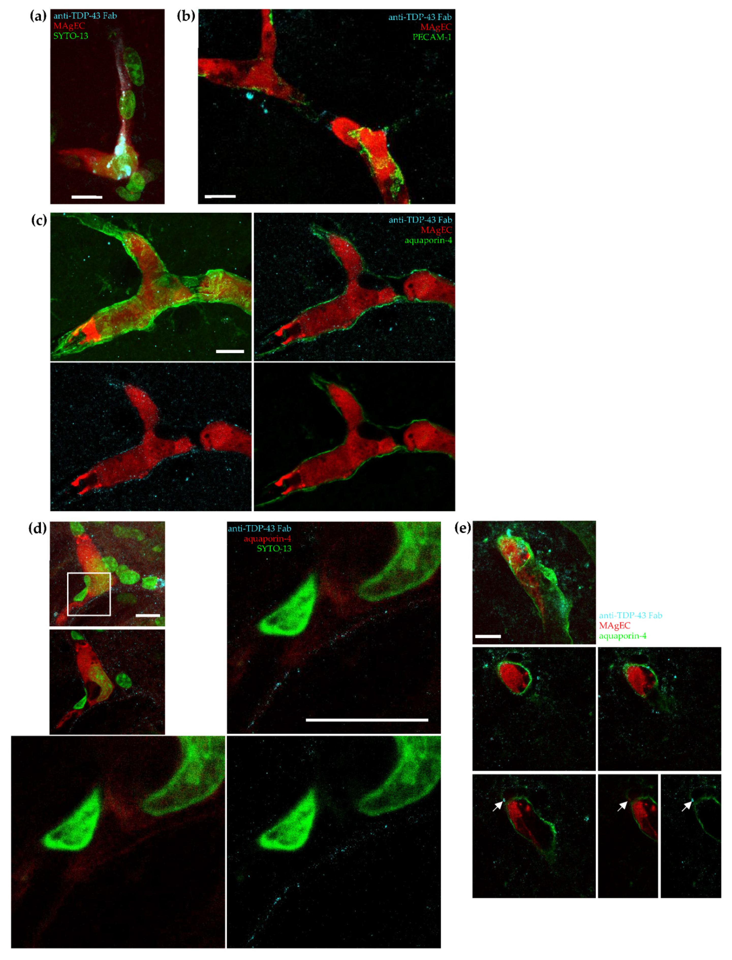 Pharmaceutics 14 01418 g007