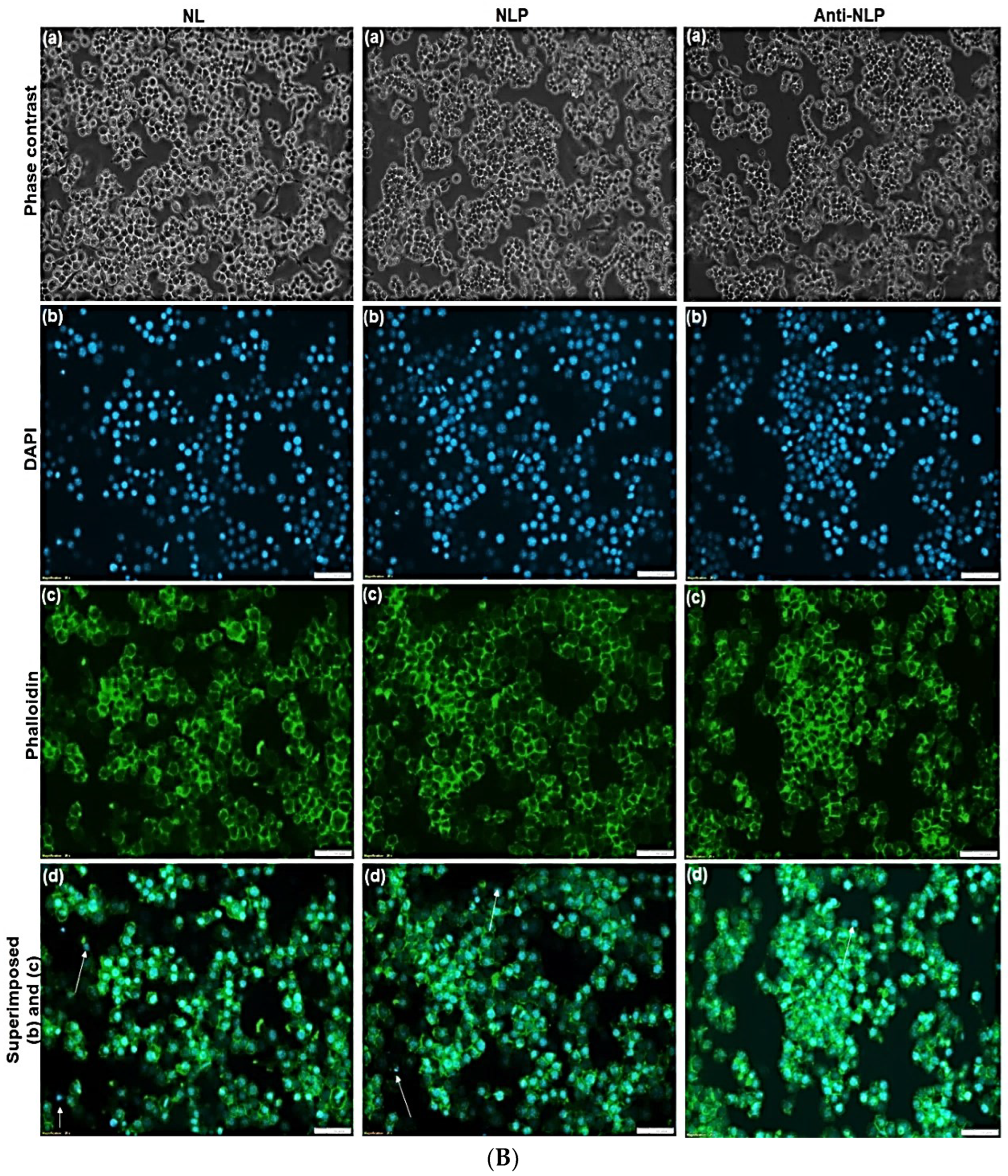 Pharmaceutics 14 01531 g008b Pharmaceutics 14 01531 g008b