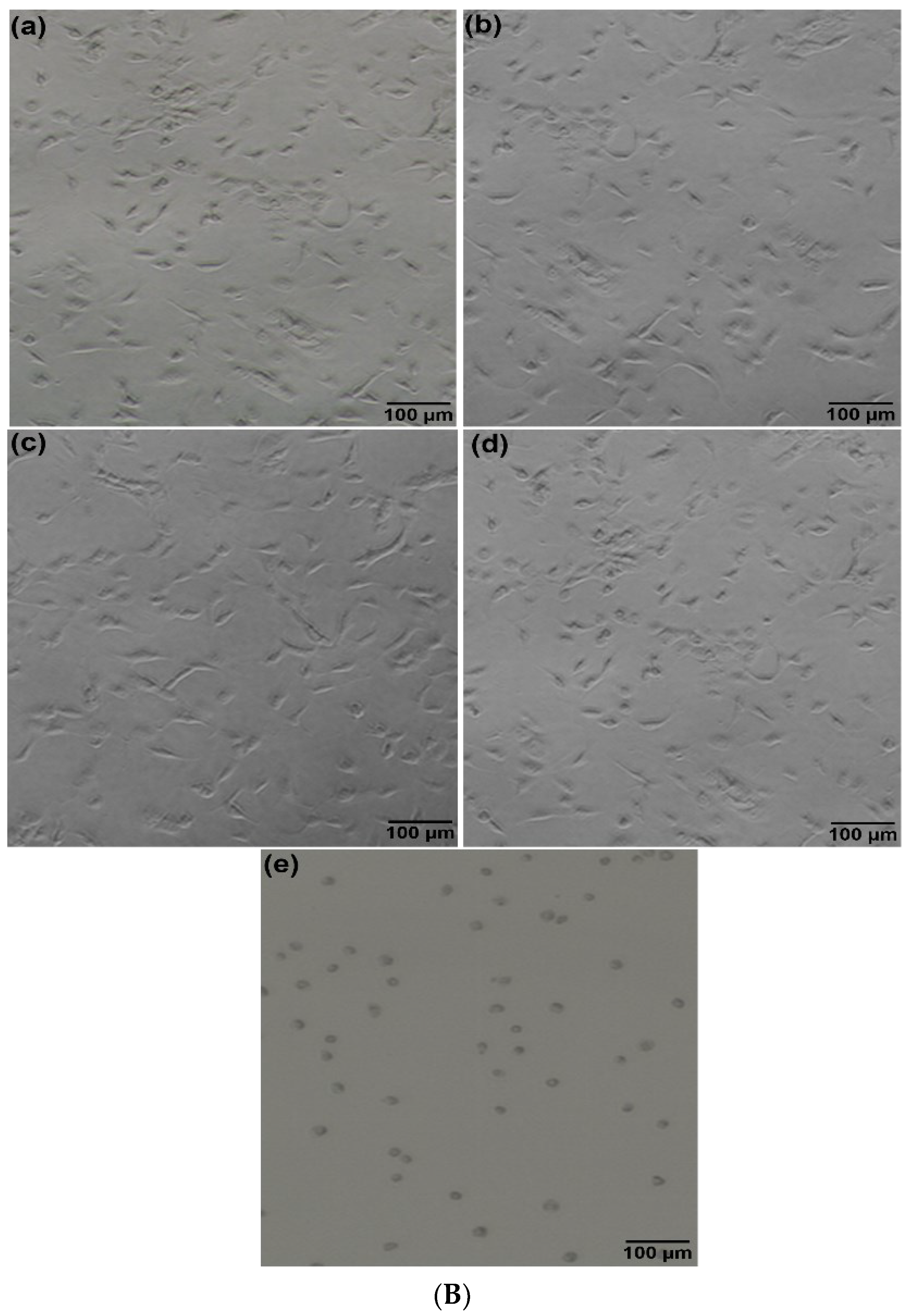 Pharmaceutics 14 01531 g009b Pharmaceutics 14 01531 g009b