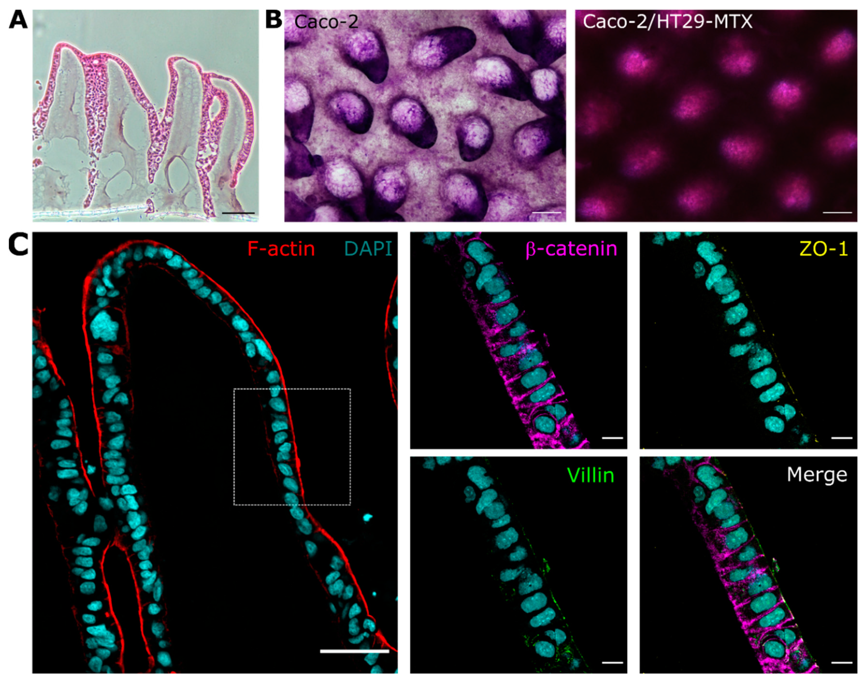 Pharmaceutics 14 01552 g002