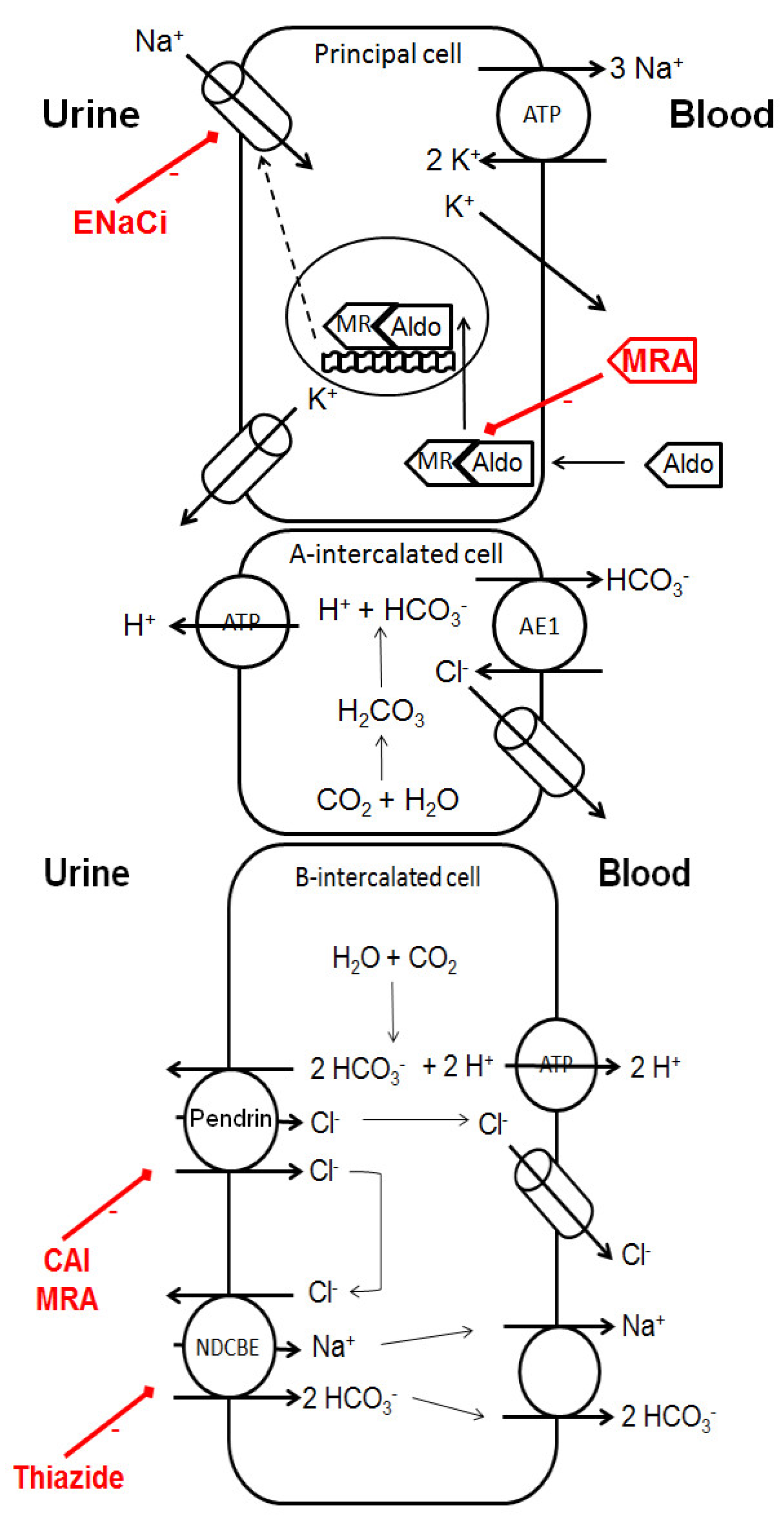 Pharmaceutics 14 01569 g003 Pharmaceutics 14 01569 g003