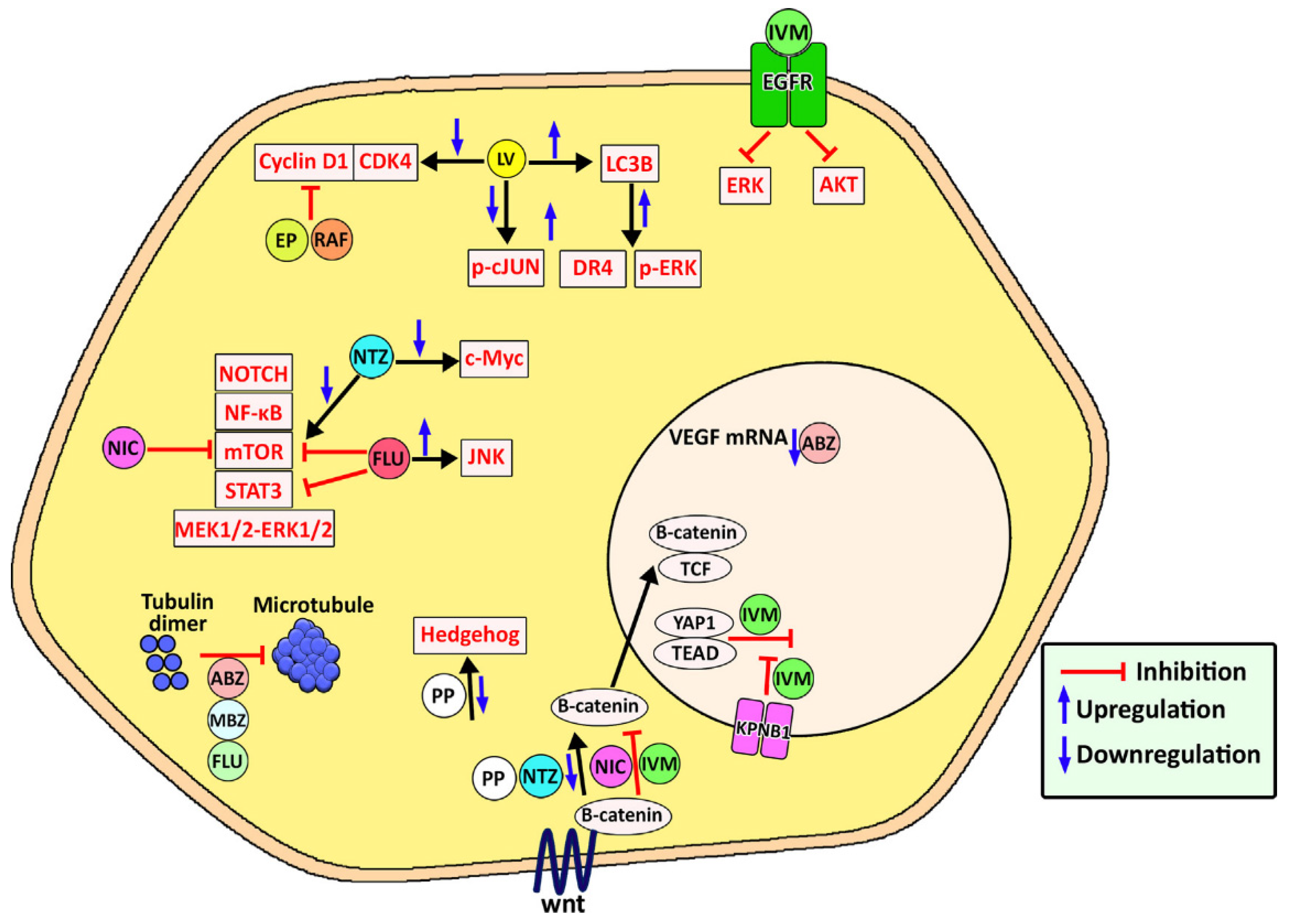 Pharmaceutics 14 01579 g004