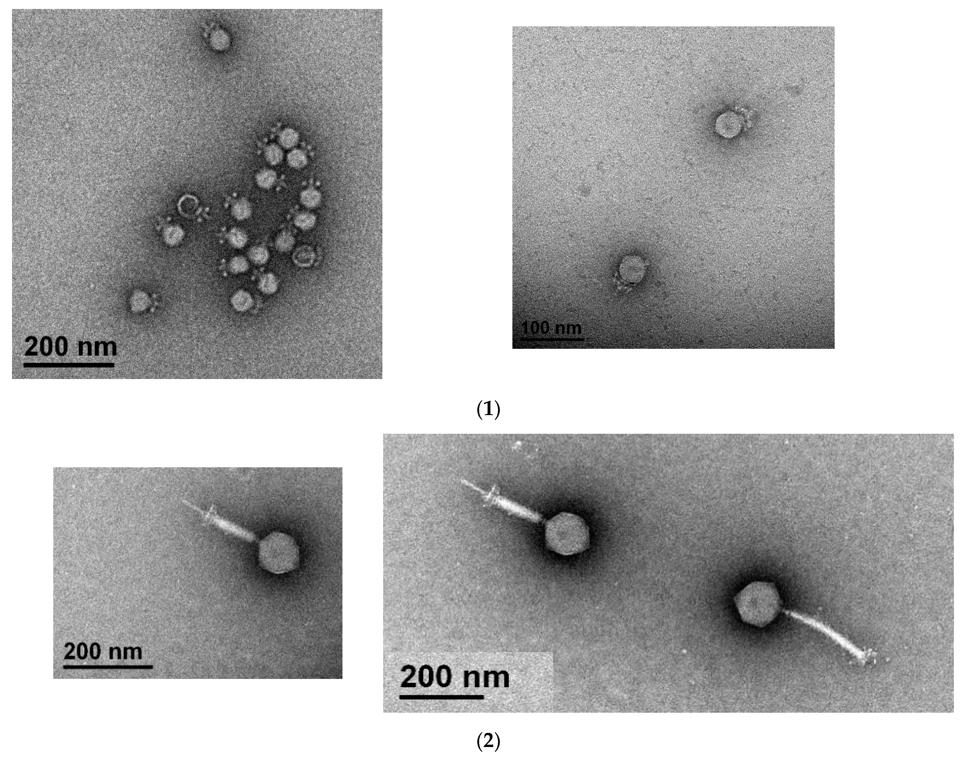 Pharmaceutics 14 01591 g001