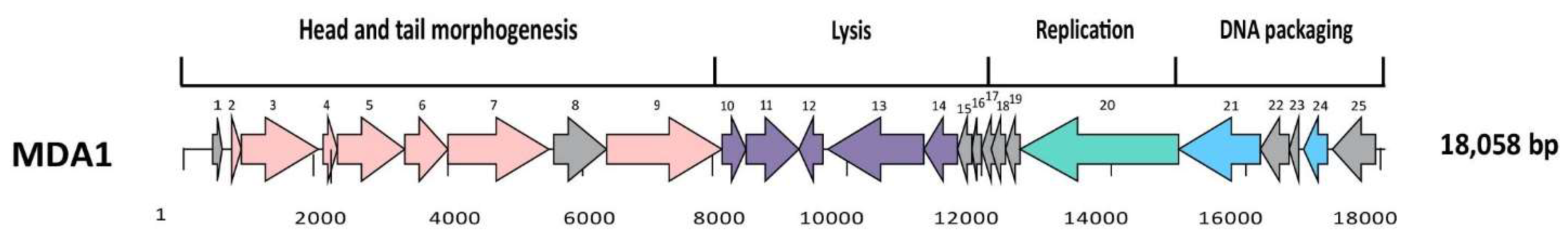 Pharmaceutics 14 01591 g002