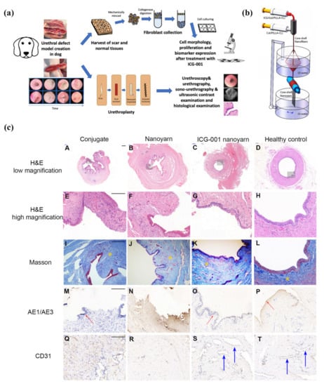 Pharmaceutics | Free Full-Text | Emerging Bioactive Agent Delivery