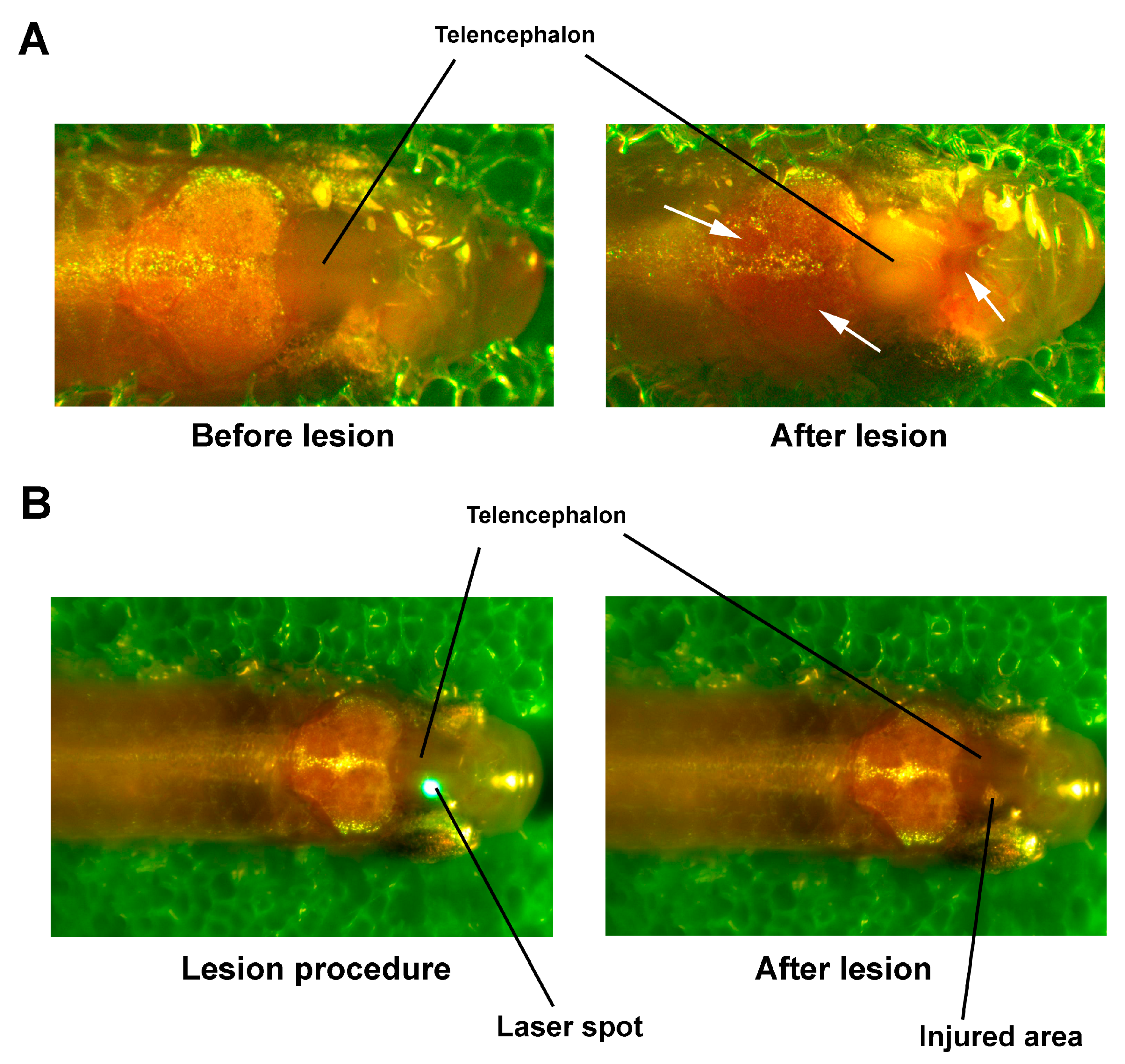 Pharmaceutics 14 01751 g002 Pharmaceutics 14 01751 g002