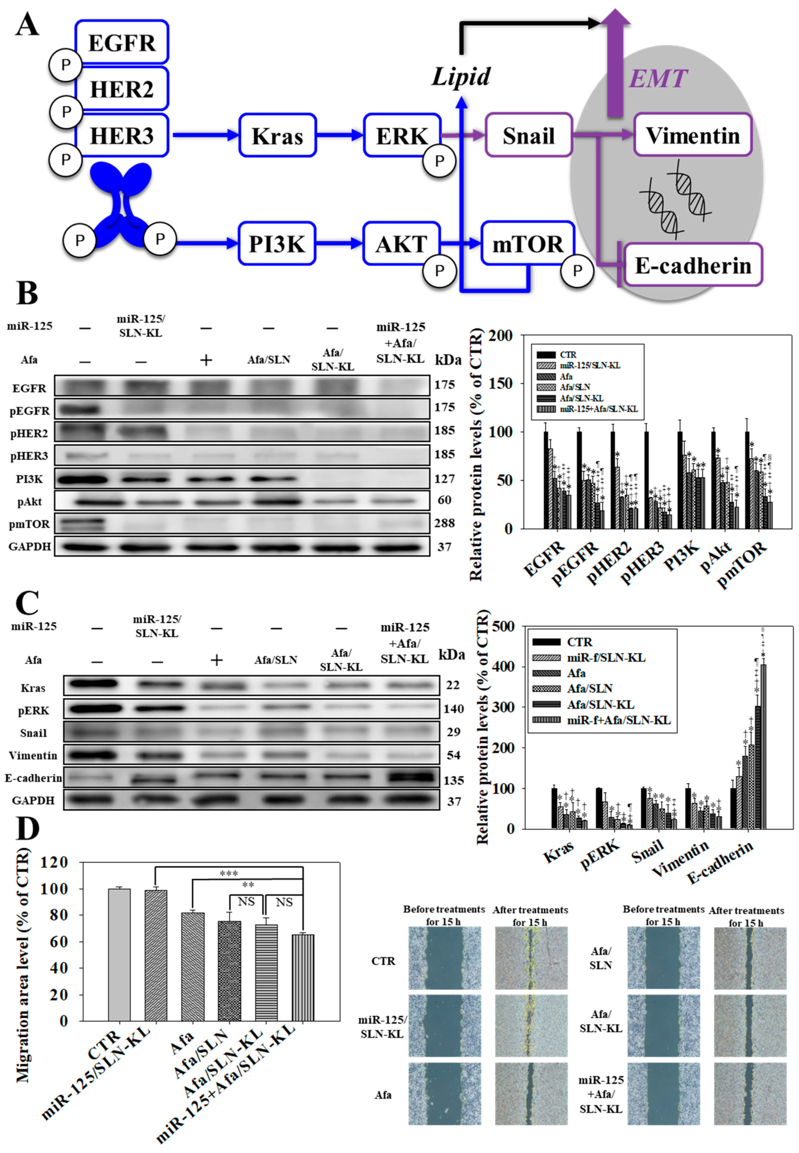 Pharmaceutics 14 01759 g003