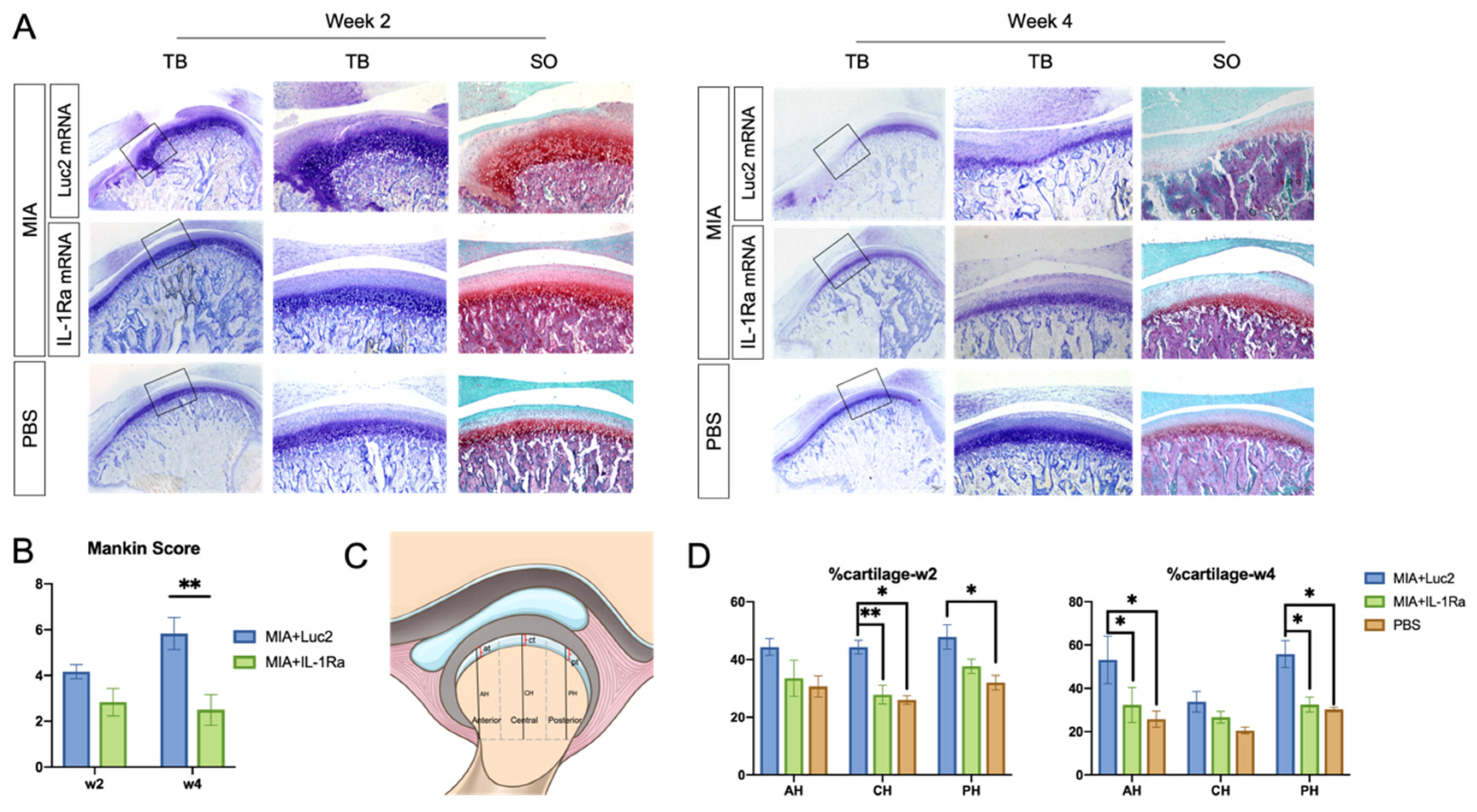 Pharmaceutics 14 01785 g004