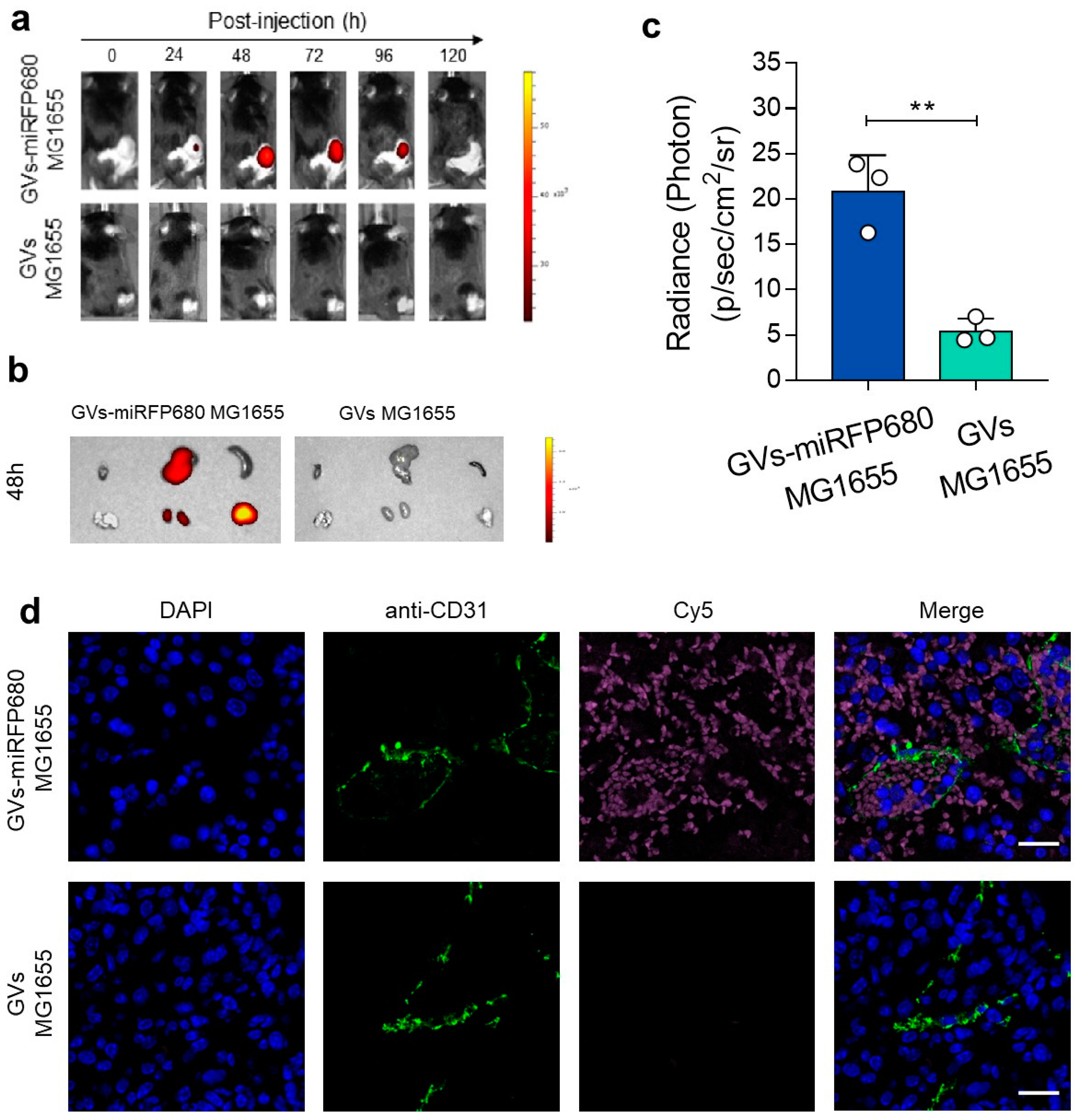Pharmaceutics 14 01804 g006
