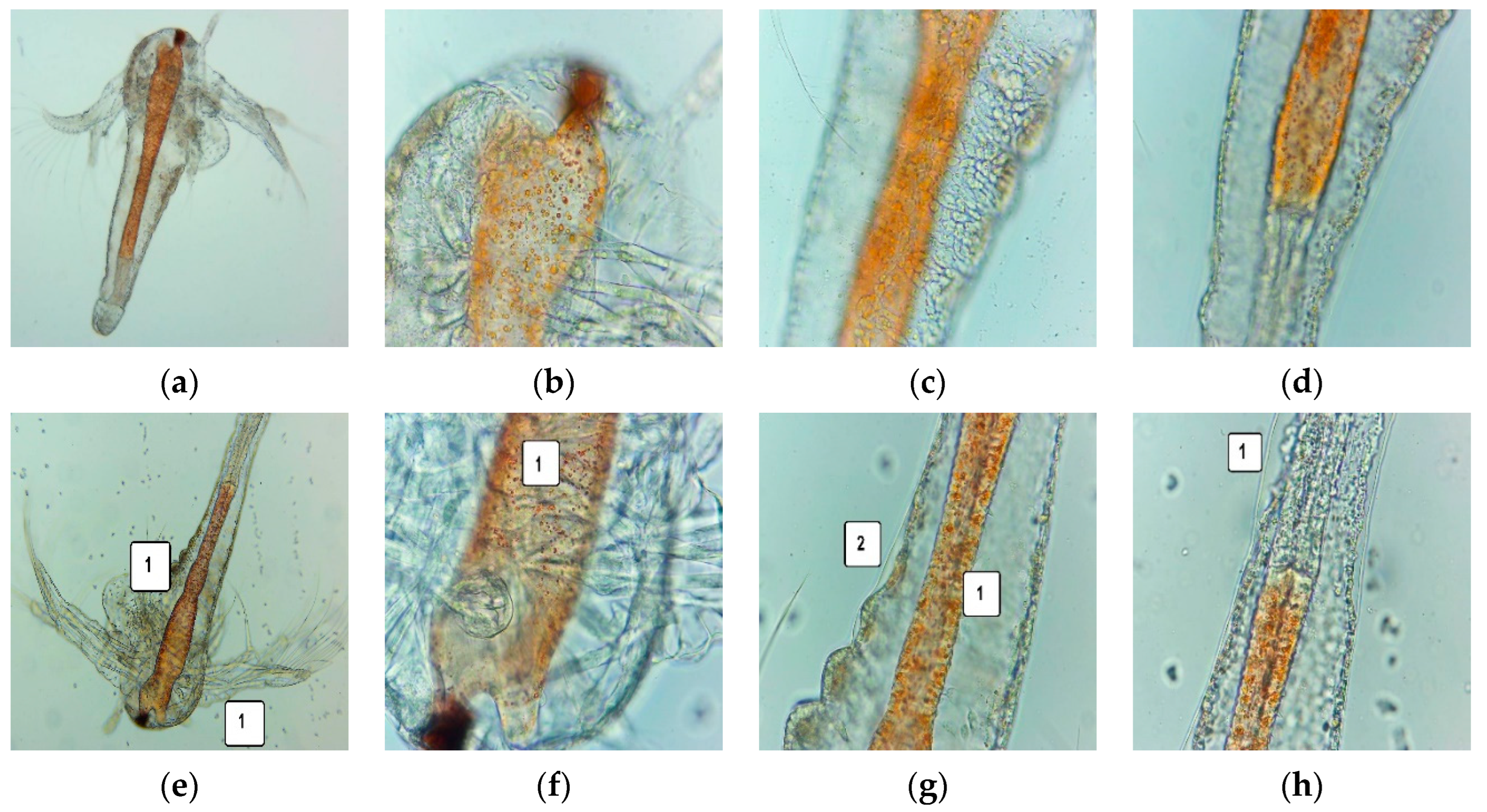 Pharmaceutics 14 01808 g007a