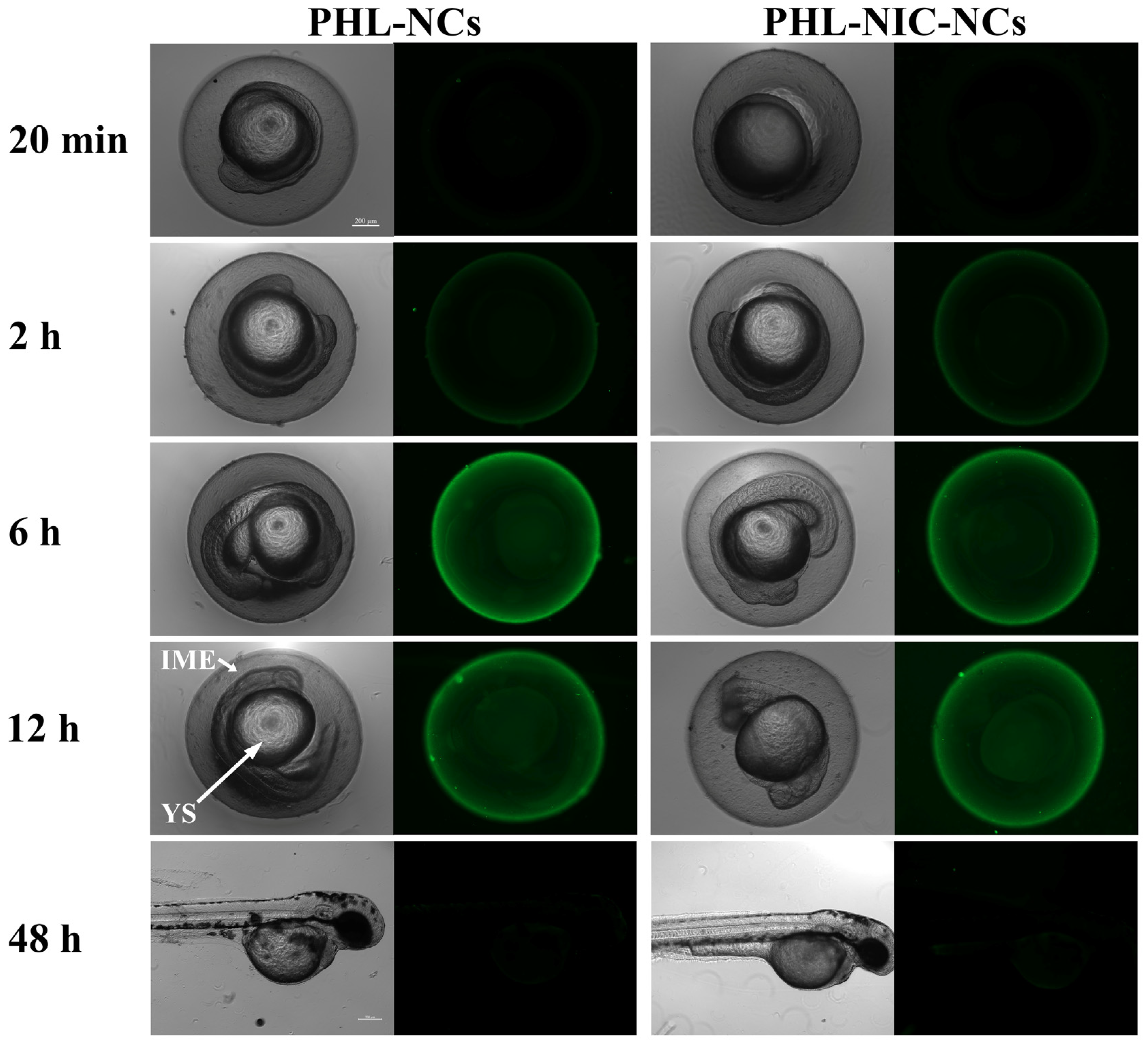 Pharmaceutics 14 01825 g004