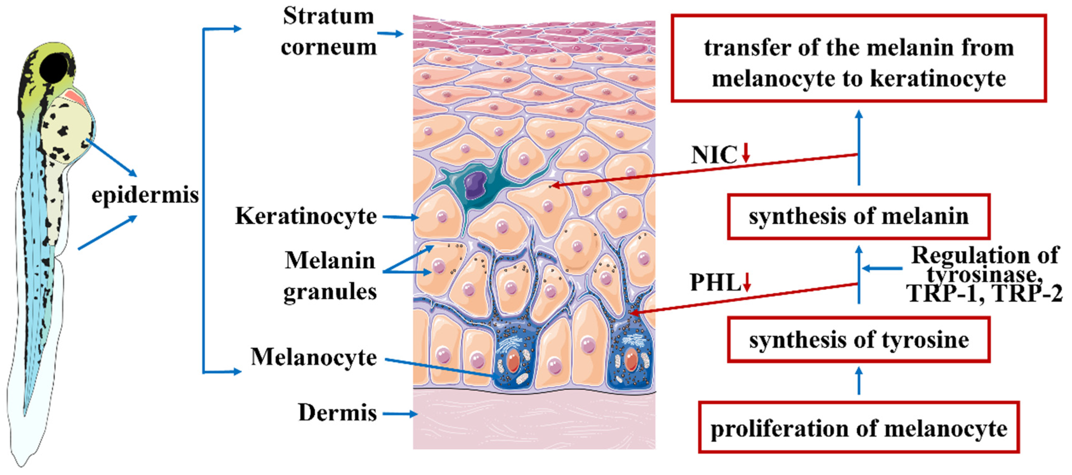 Pharmaceutics 14 01825 g006
